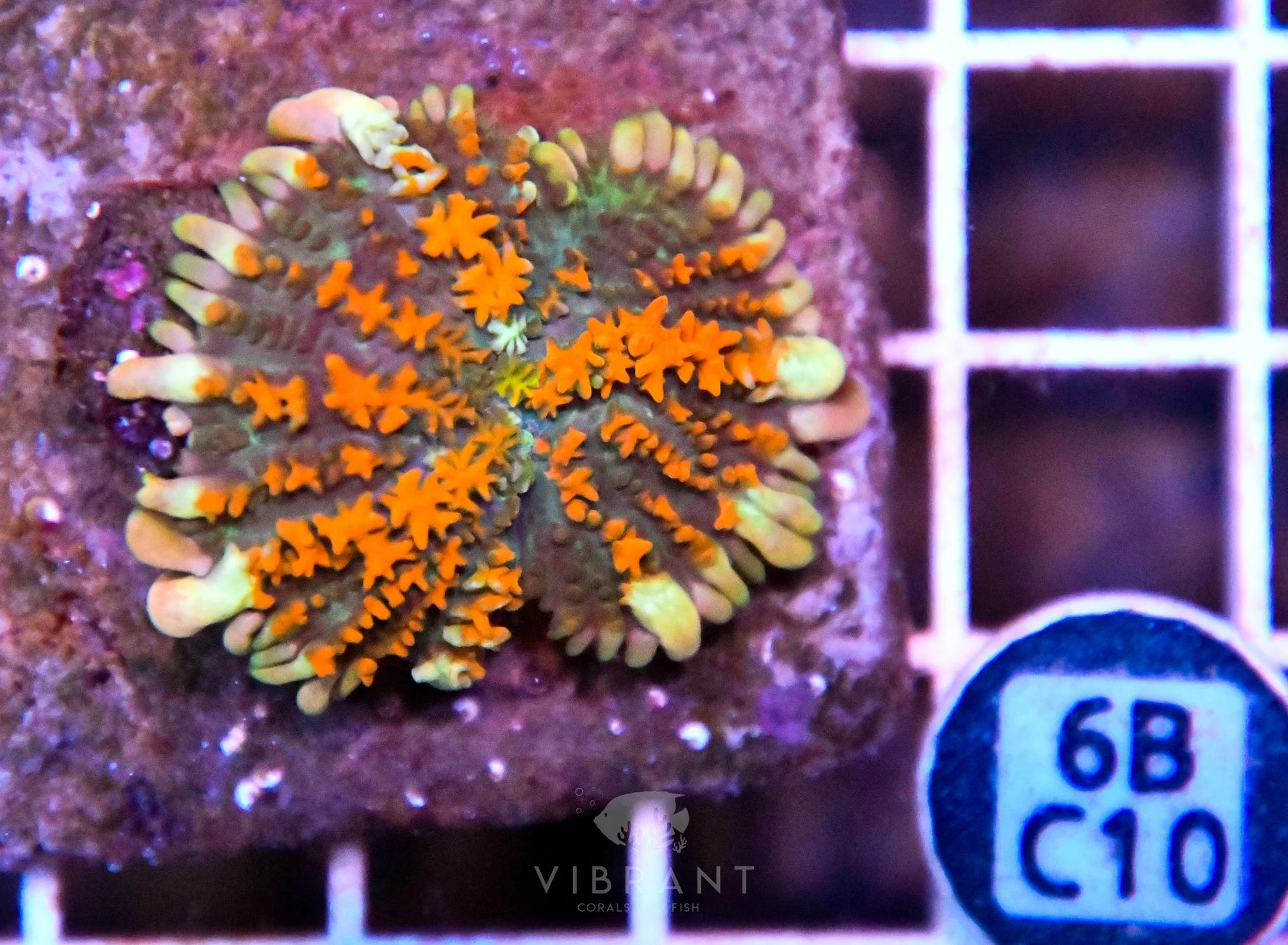 Mushroom INDO