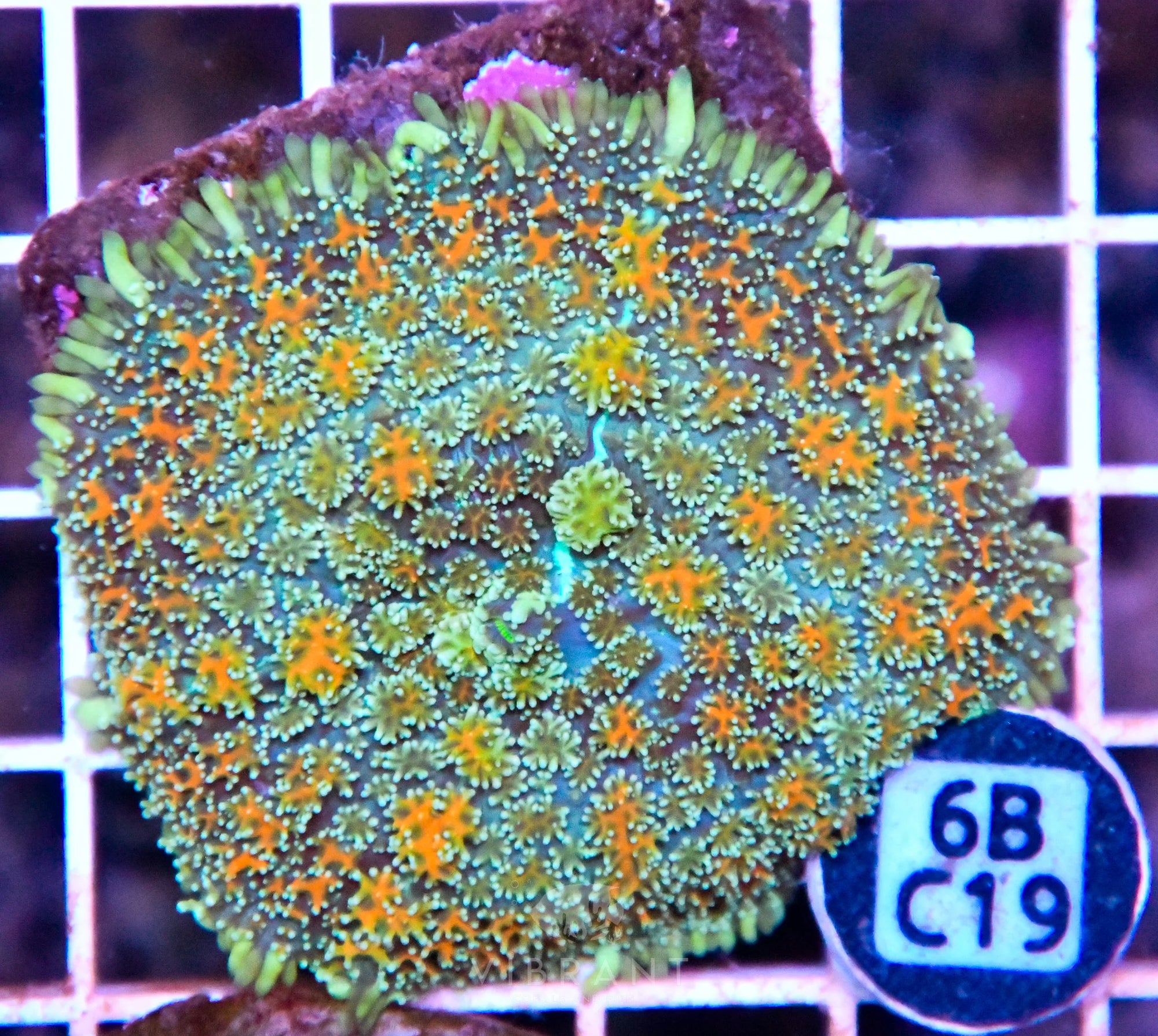 Mushroom INDO