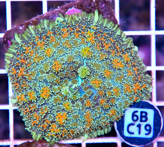Mushroom INDO