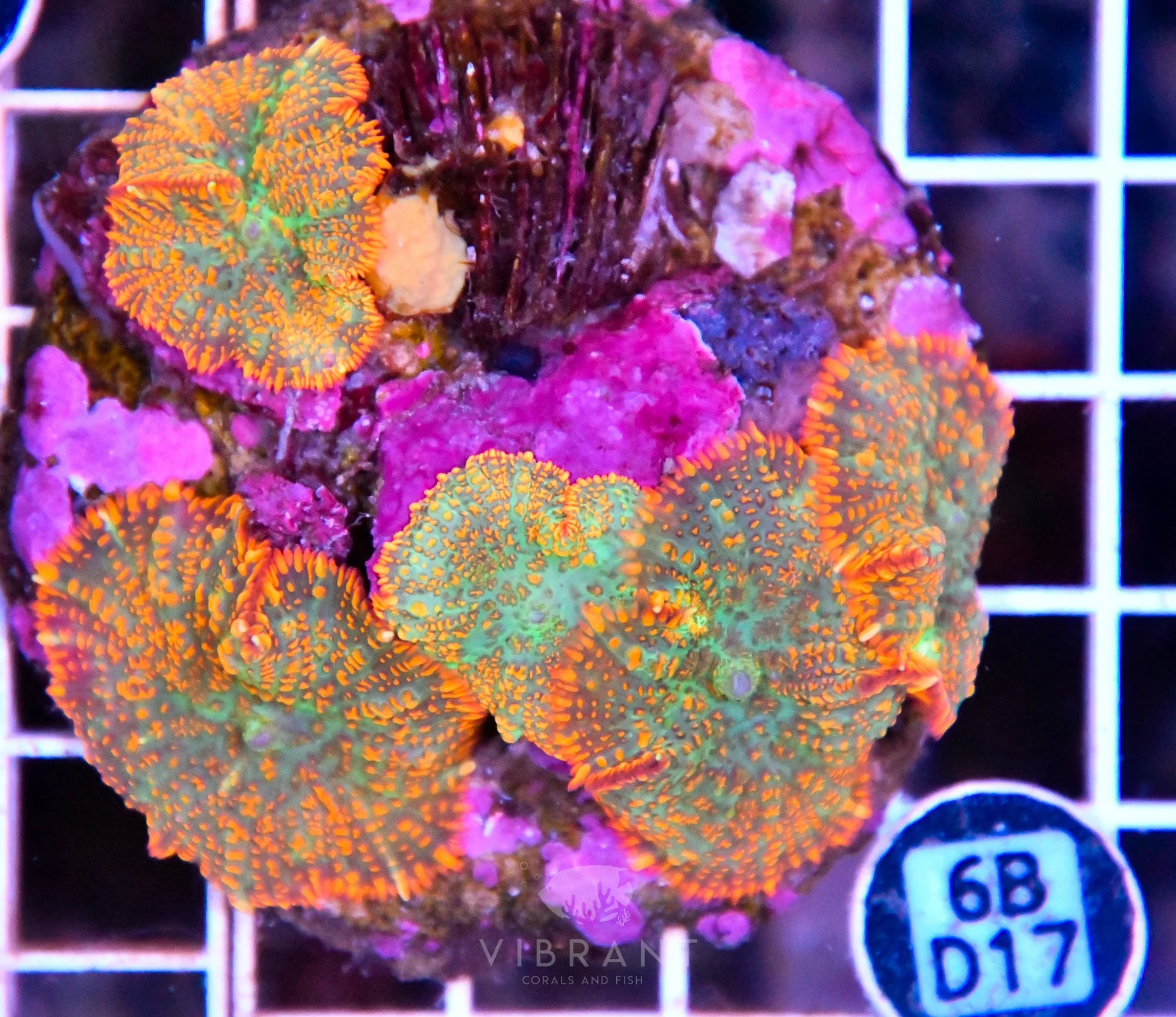 Mushroom INDO