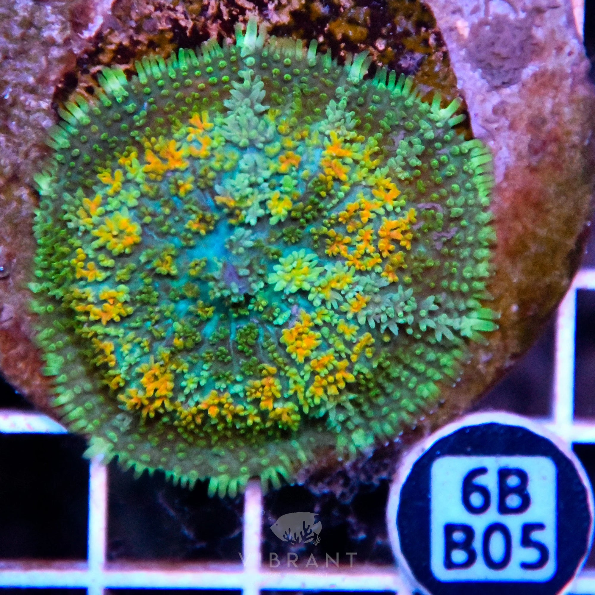Mushroom INDO