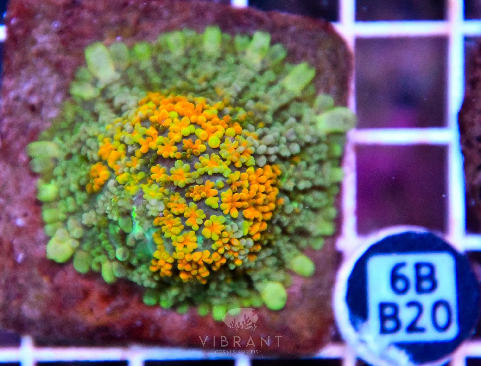 Mushroom INDO
