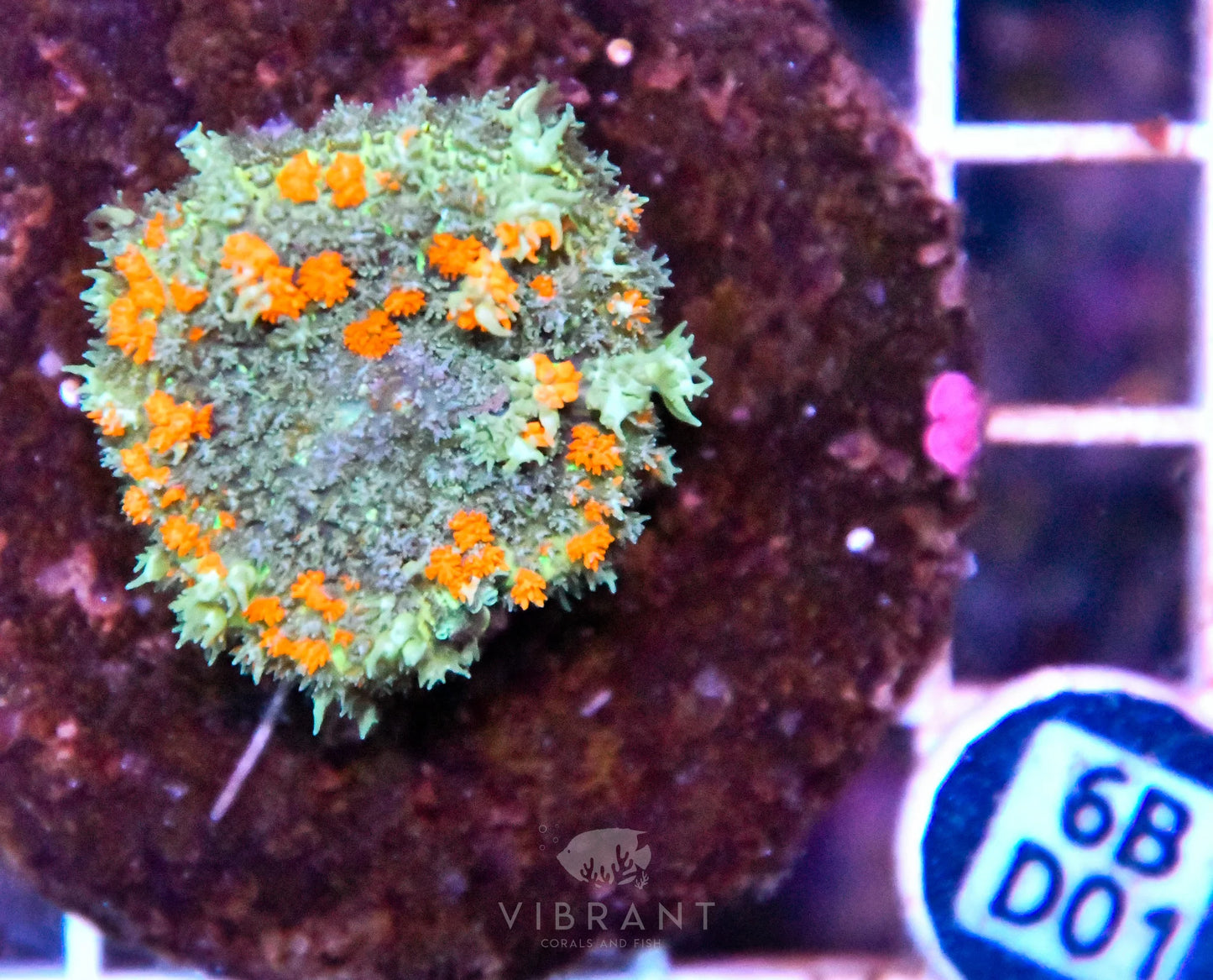 Mushroom INDO