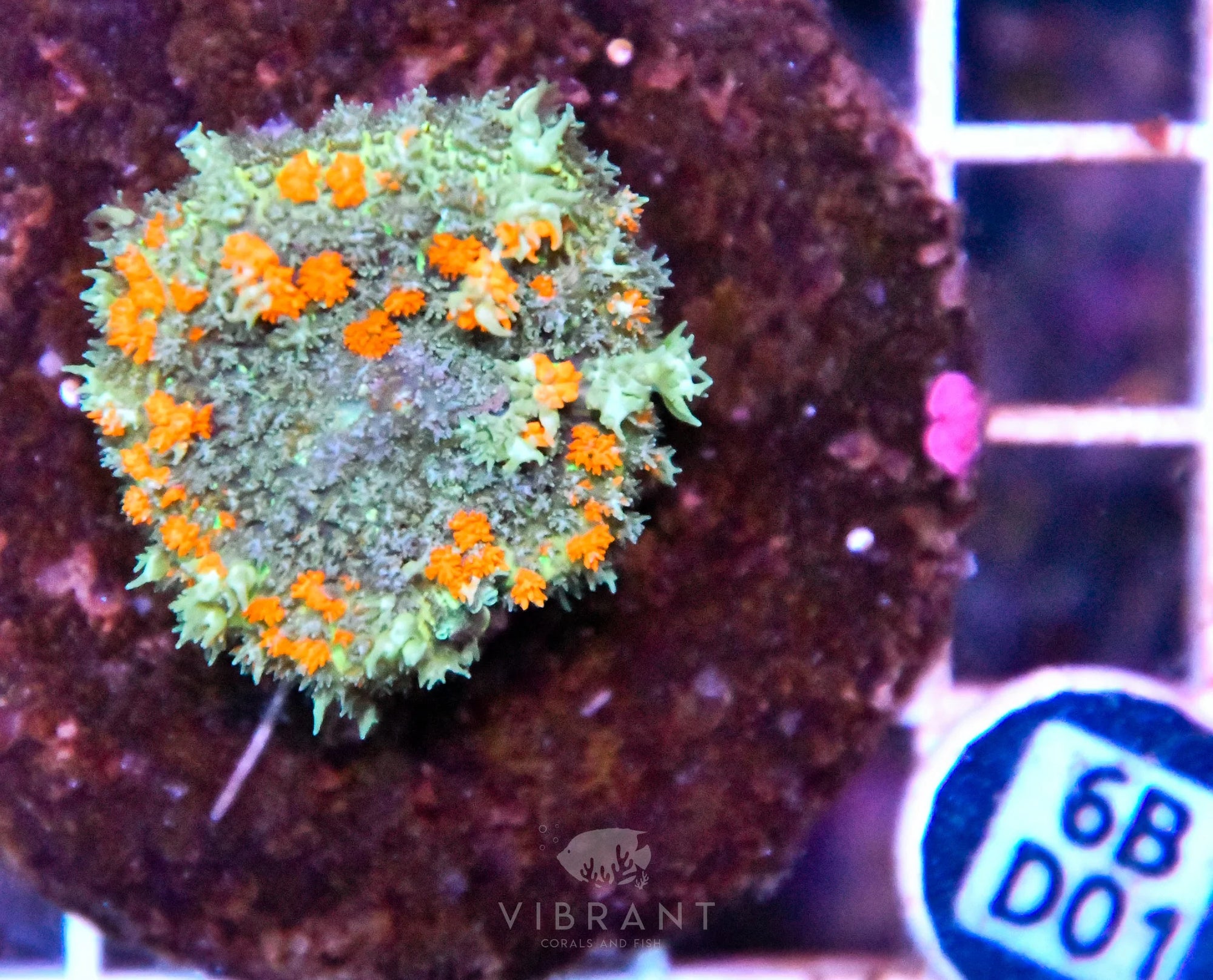 Mushroom INDO