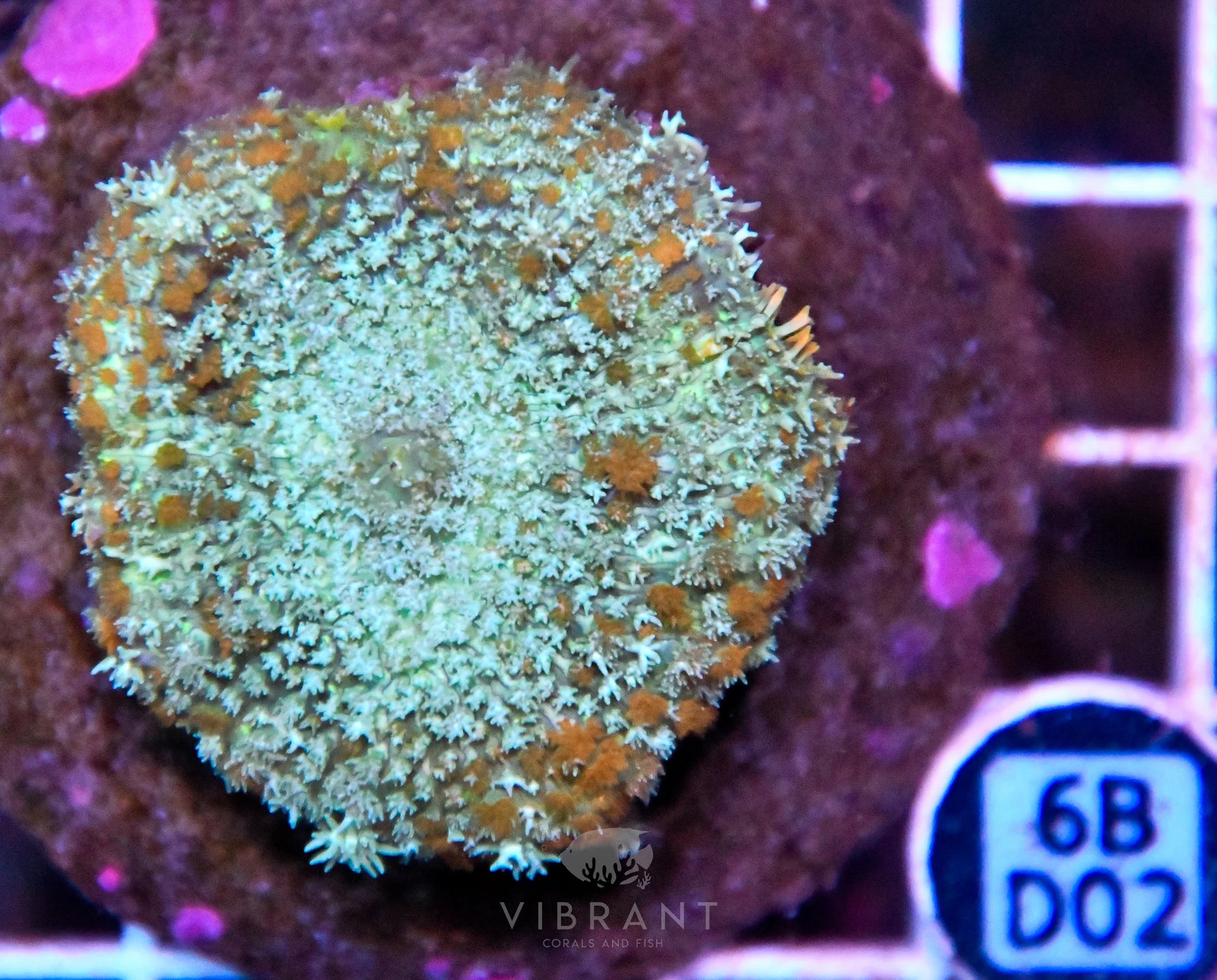 Mushroom INDO