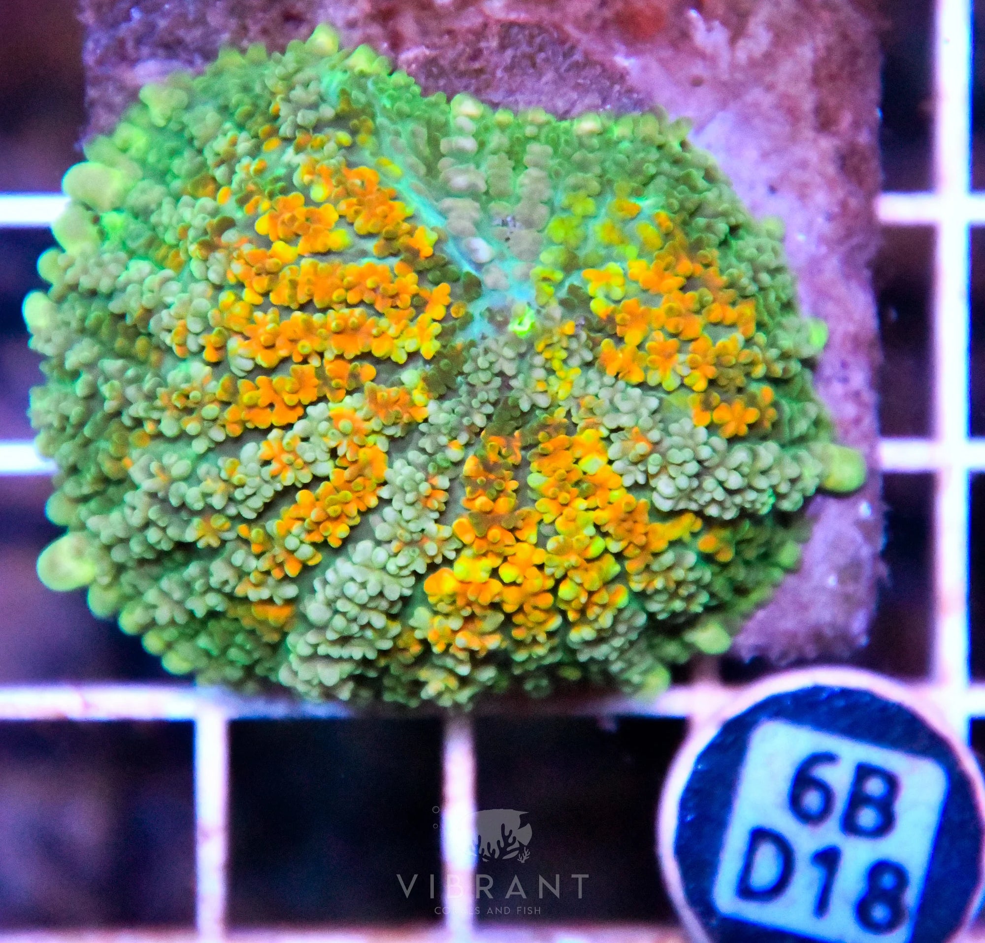 Mushroom INDO