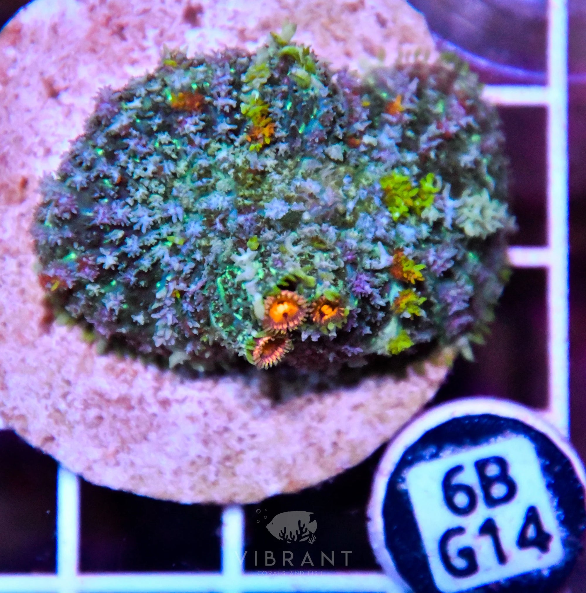 Mushroom INDO