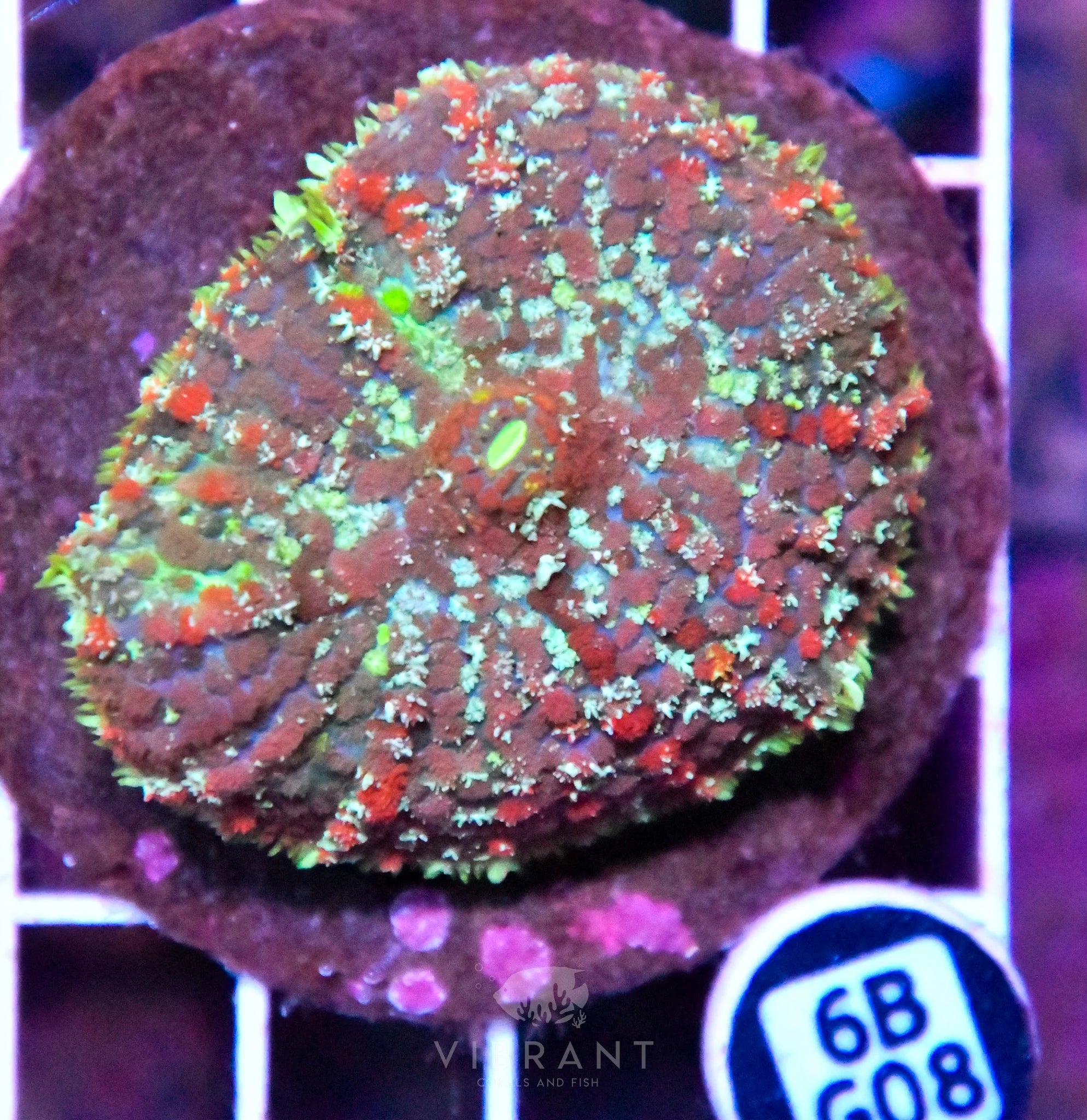 Mushroom INDO