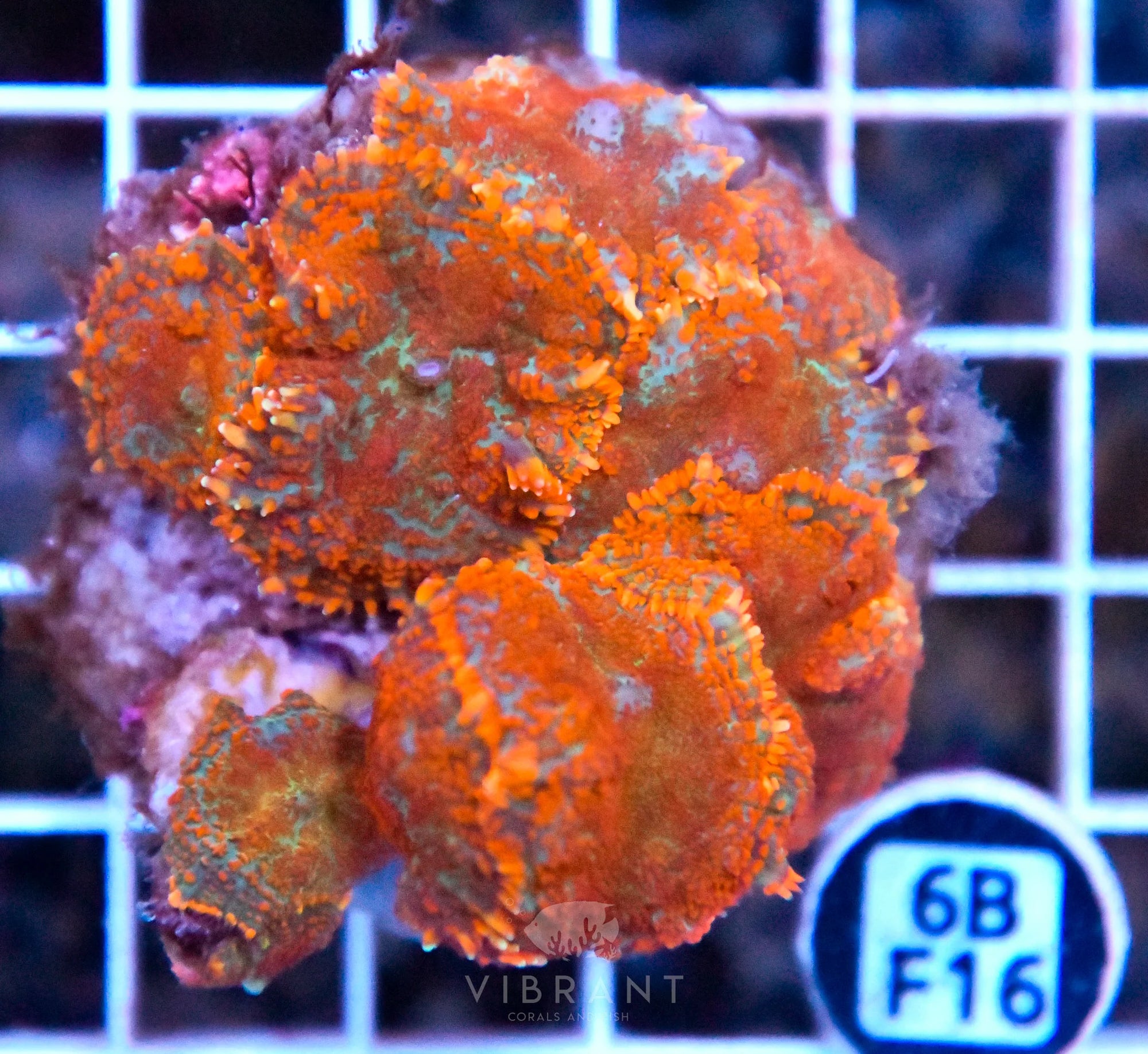 Mushroom INDO