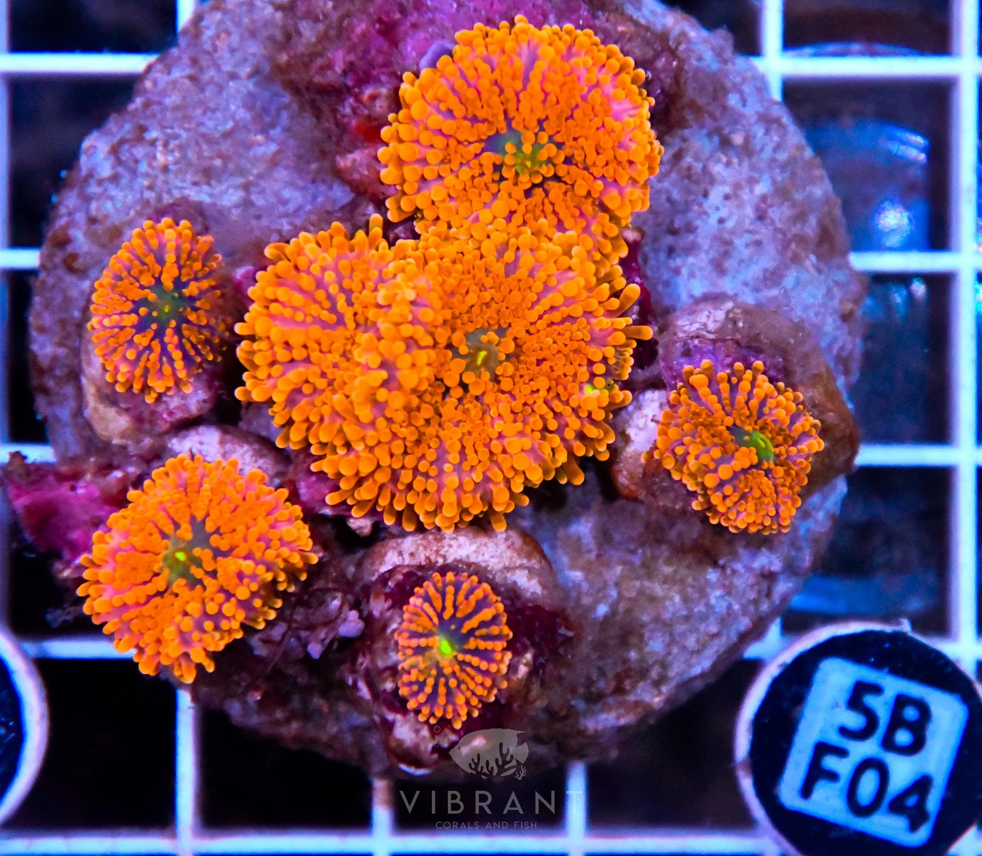 Mushroom INDO