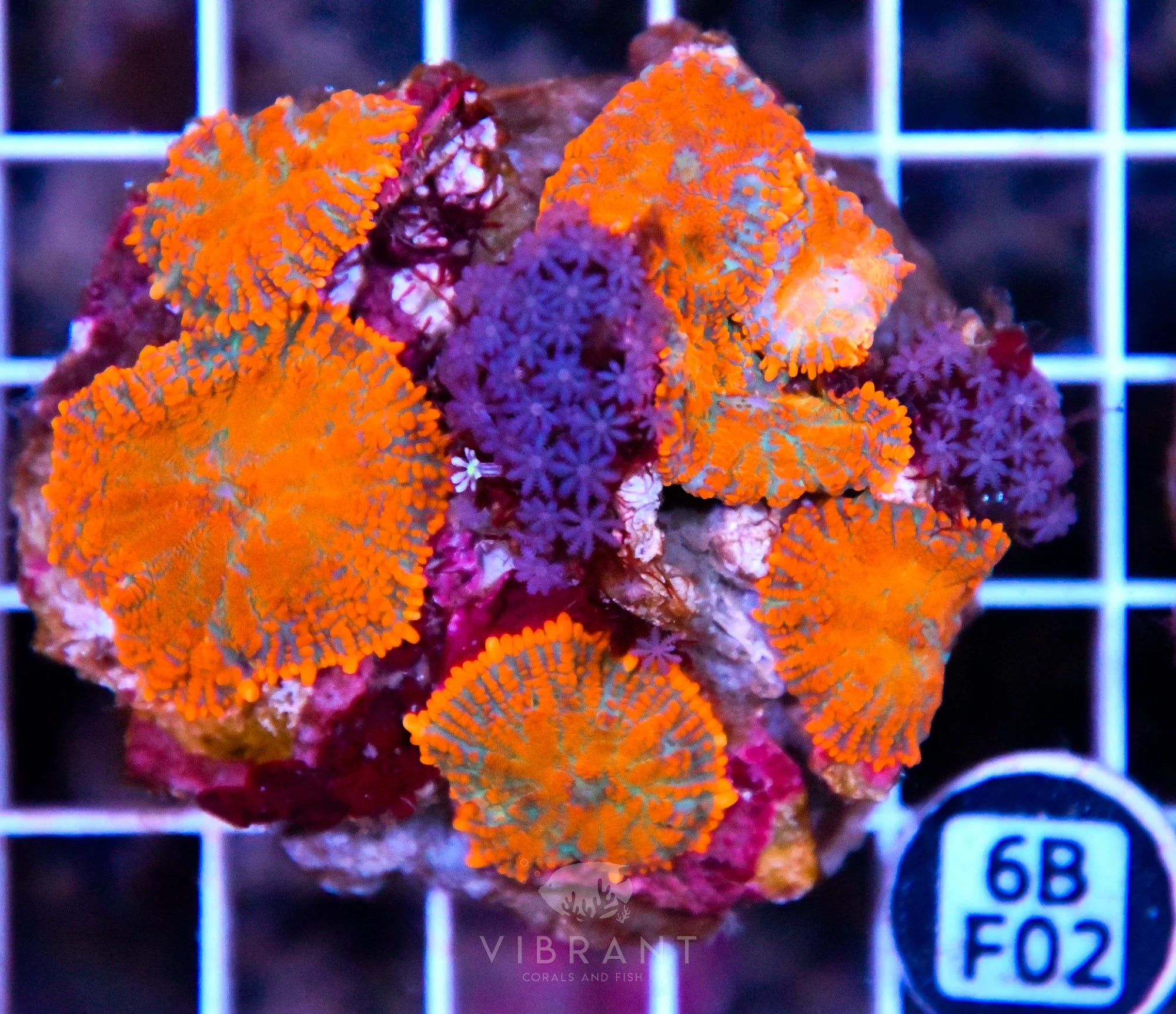 Mushroom INDO