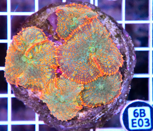 Mushroom INDO