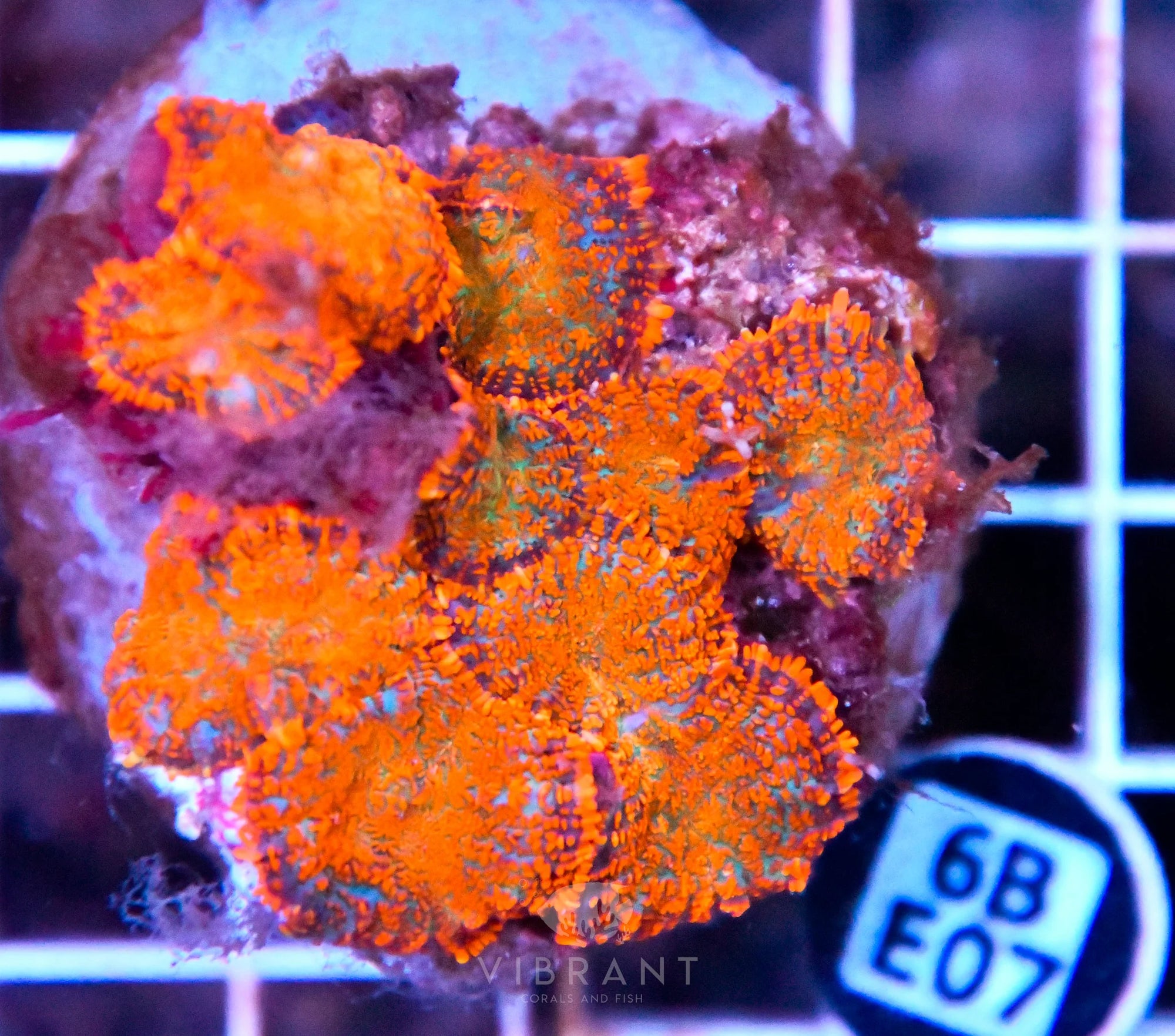 Mushroom INDO