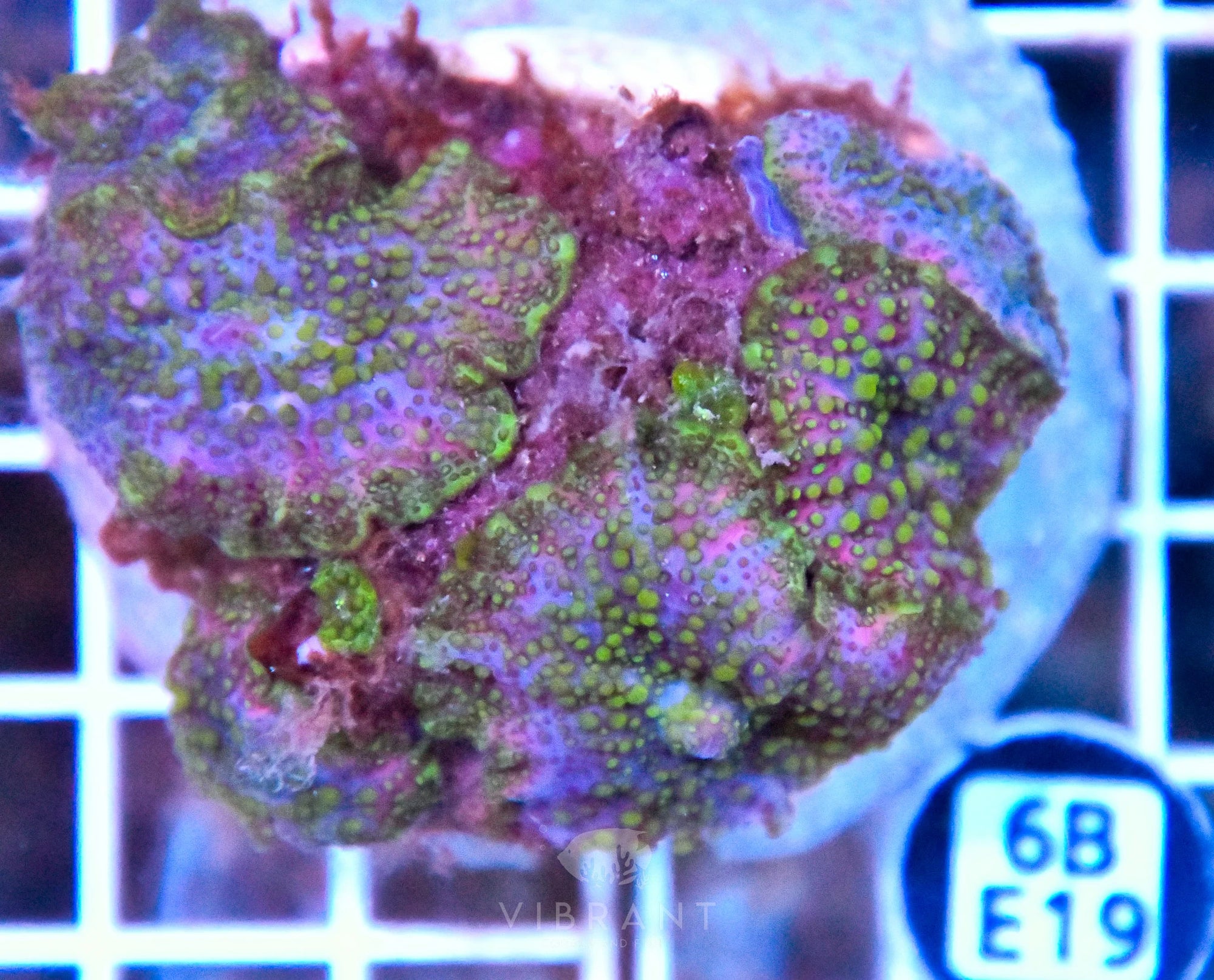 Mushroom INDO
