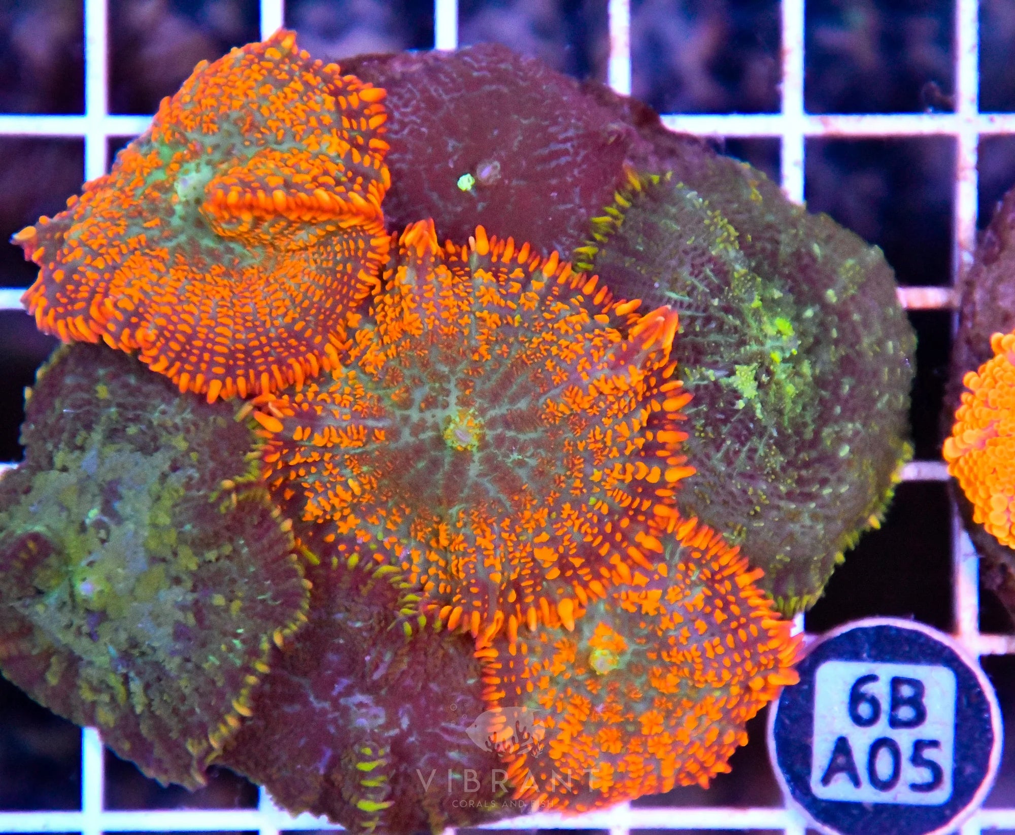 Mushroom INDO