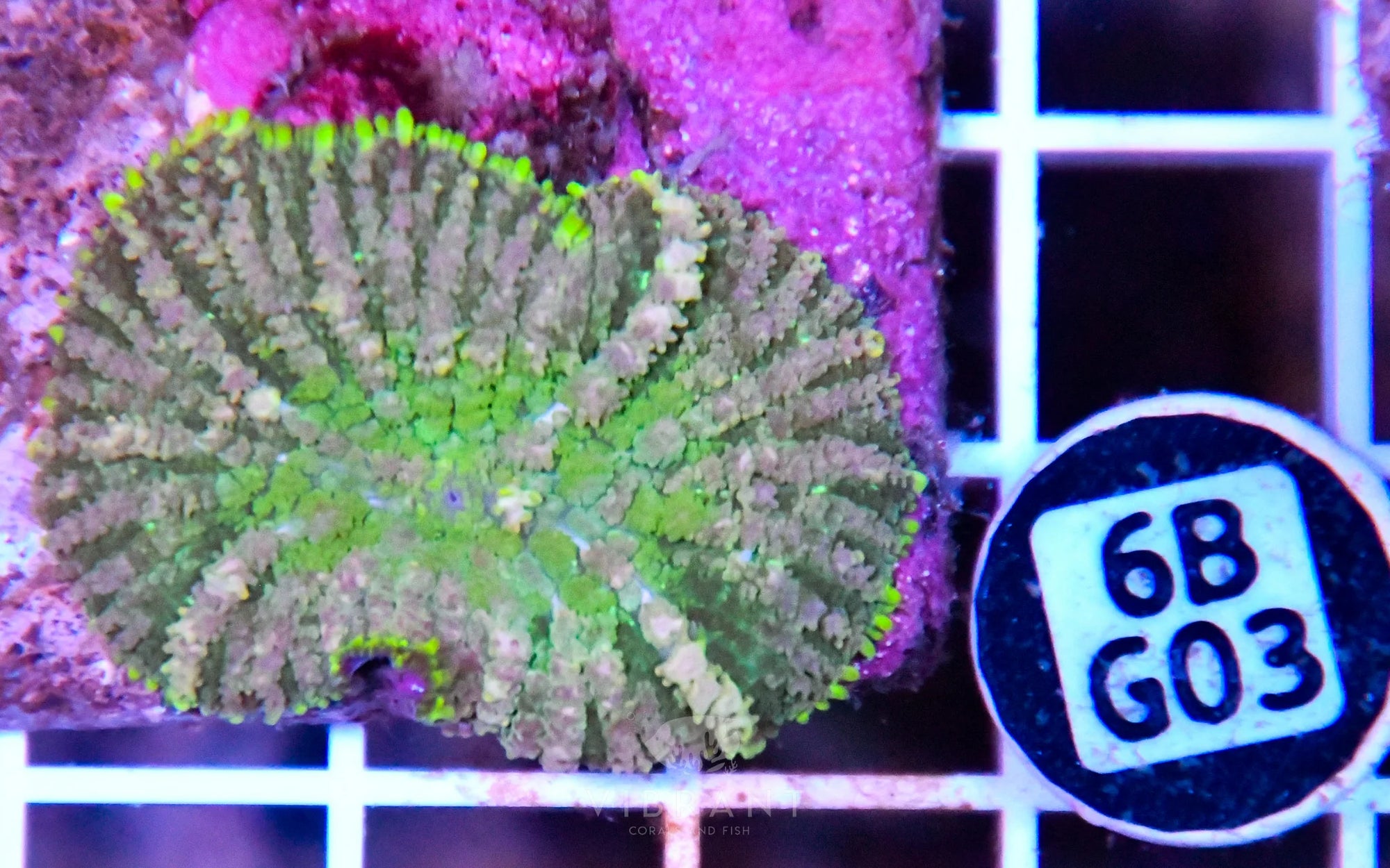 Mushroom INDO