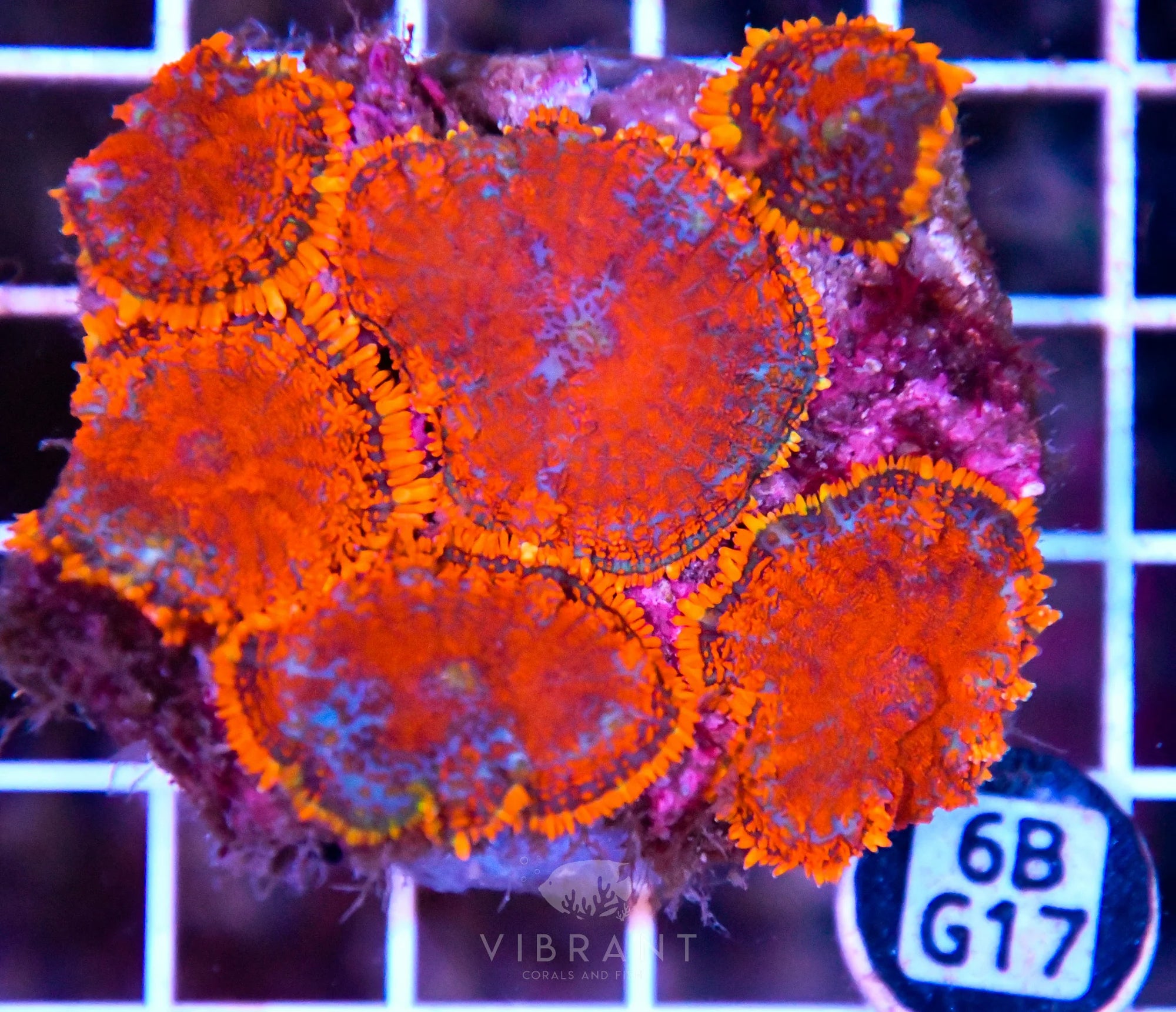 Mushroom INDO