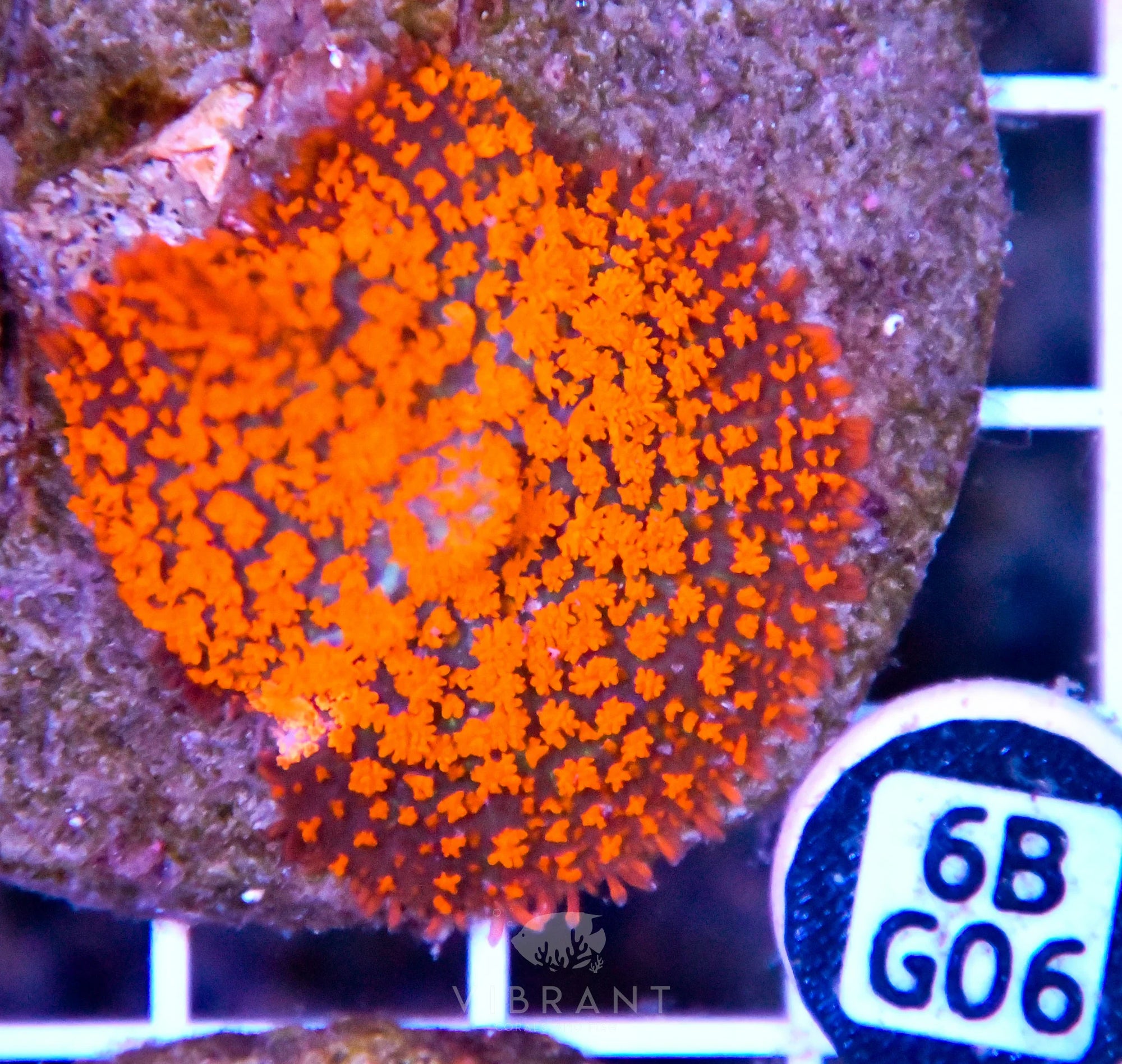 Mushroom INDO