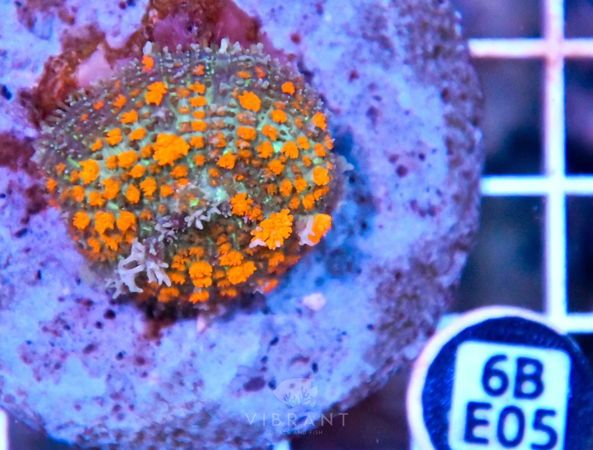 Mushroom INDO