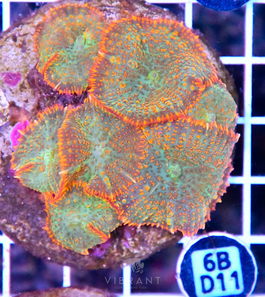 Mushroom INDO