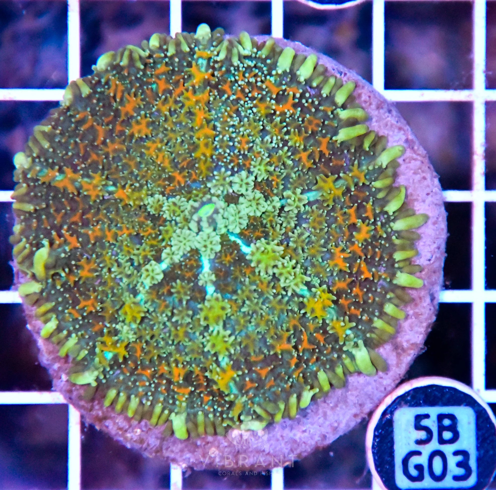 Mushroom INDO XL
