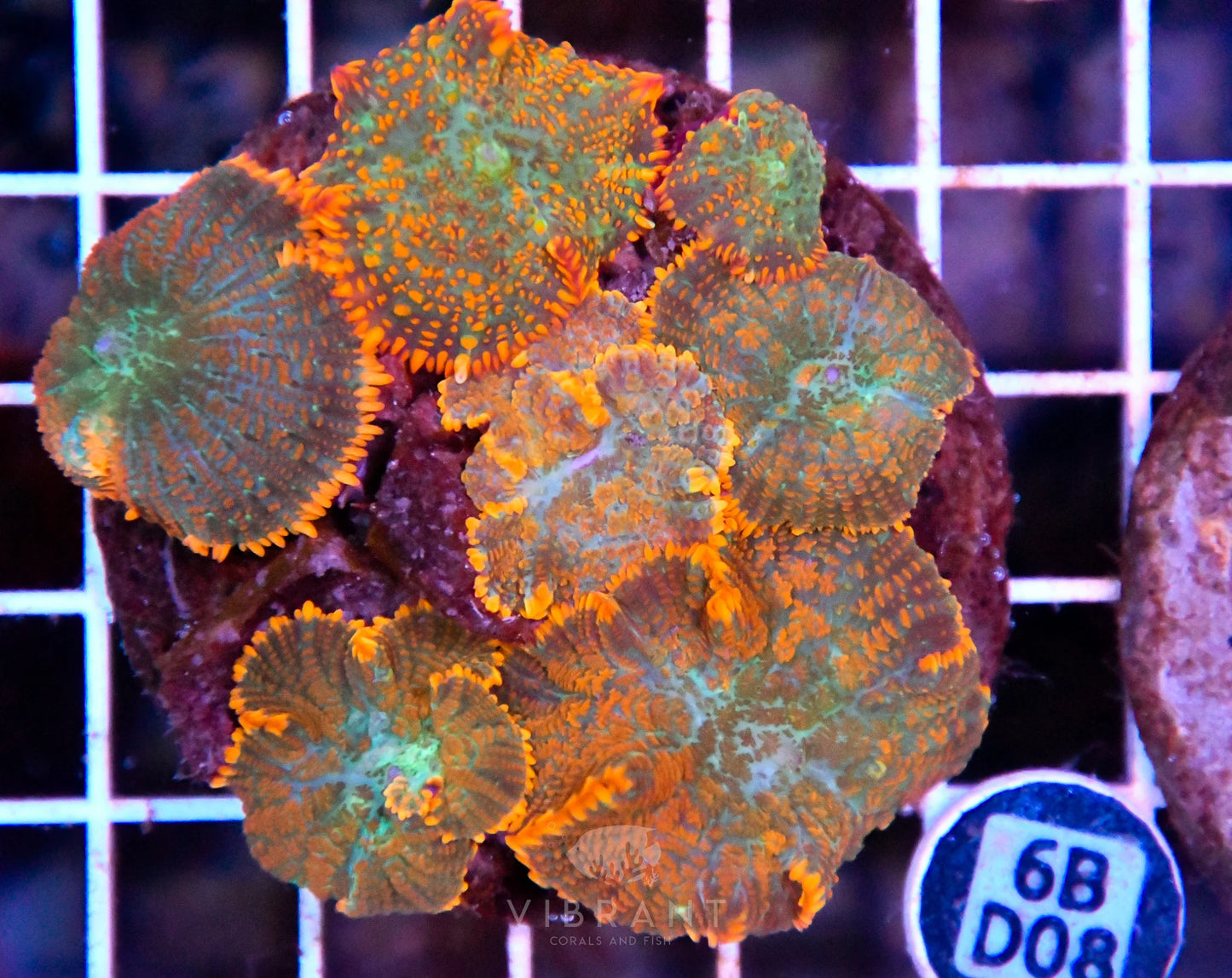 Mushroom INDO