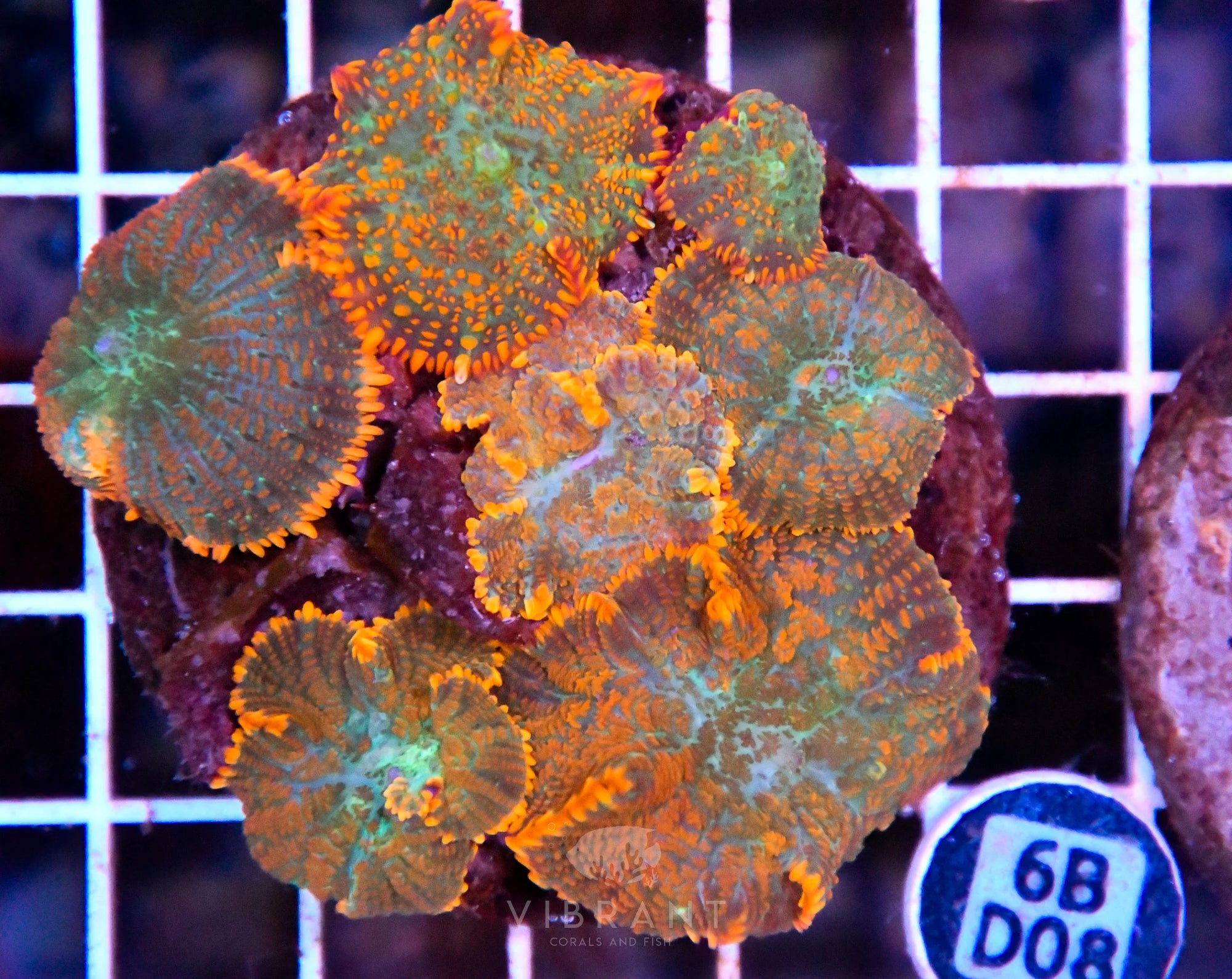 Mushroom INDO