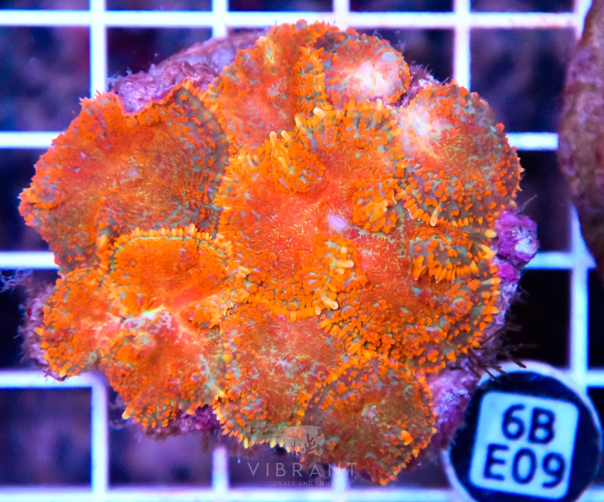 Mushroom INDO