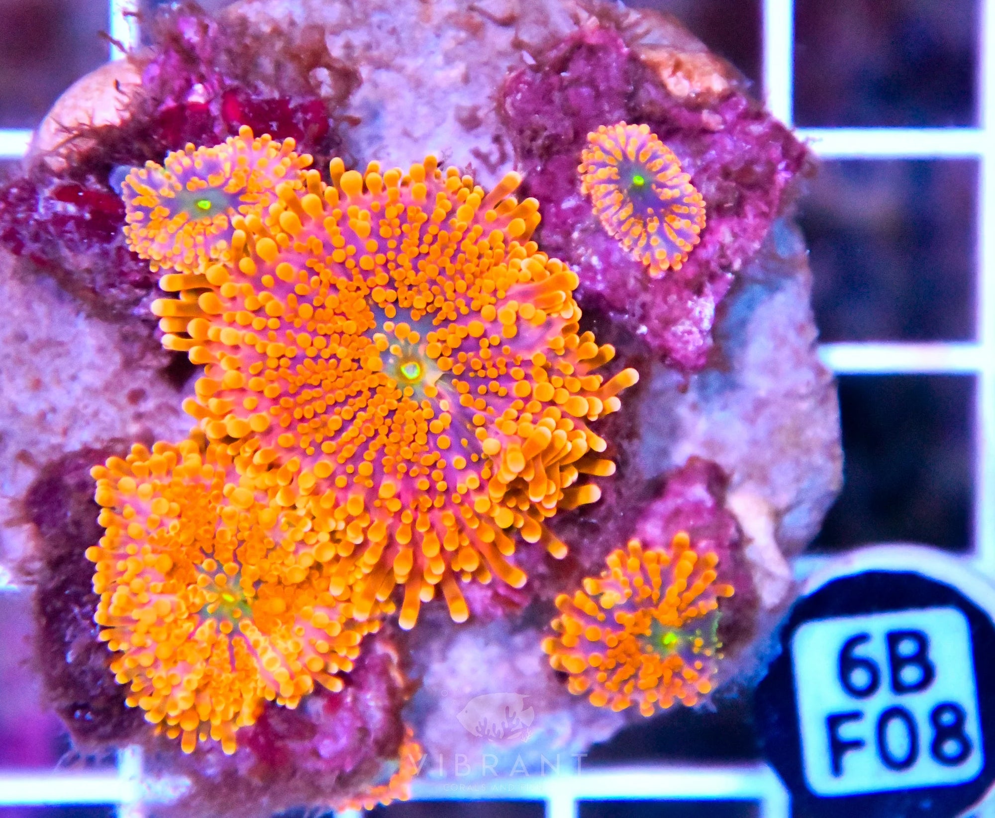 Mushroom INDO