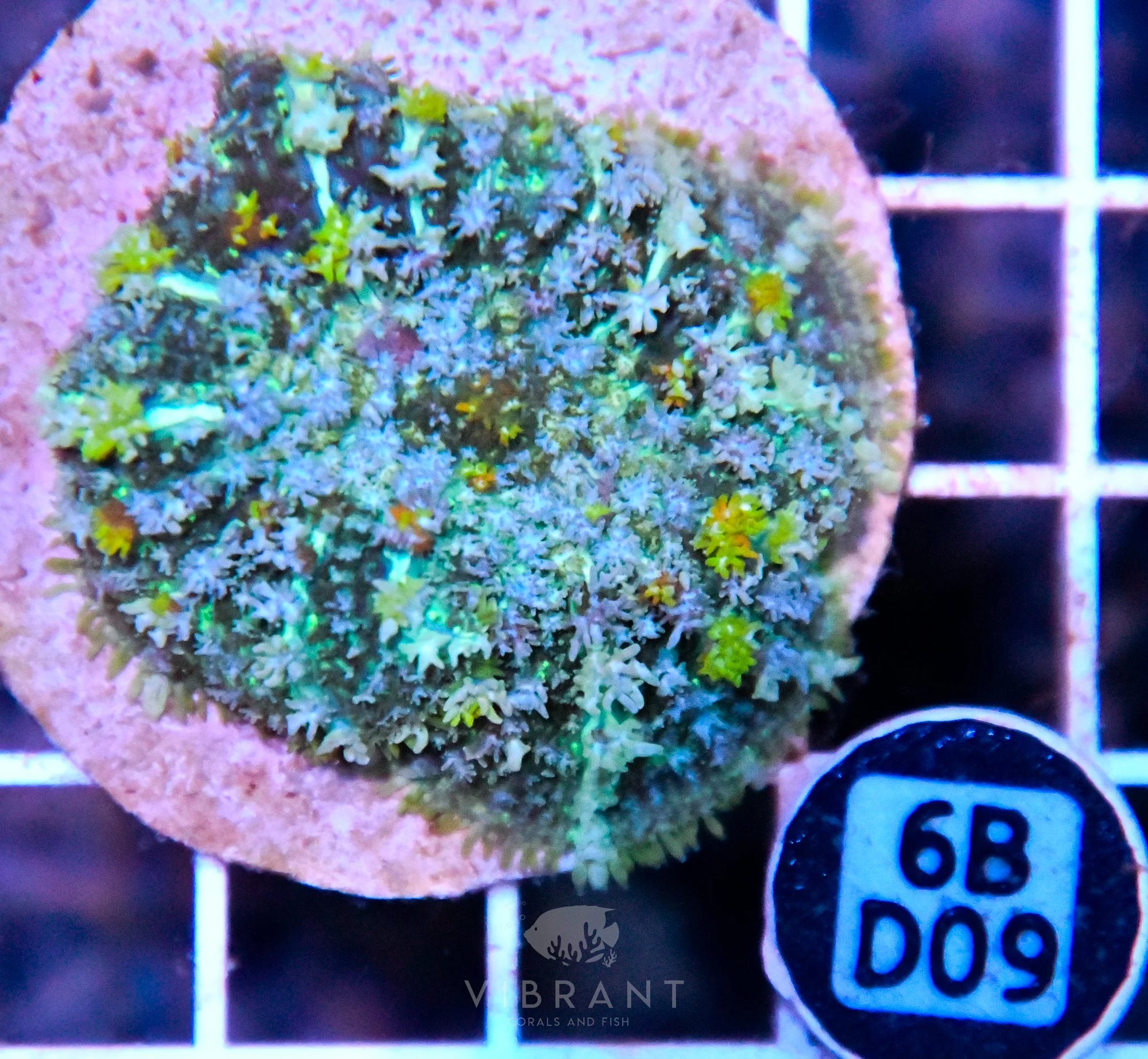 Mushroom INDO