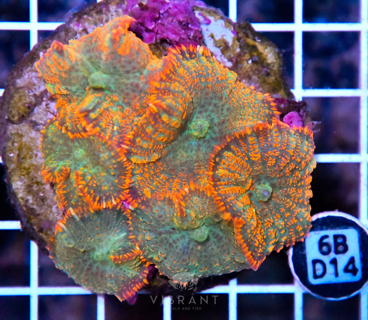 Mushroom INDO