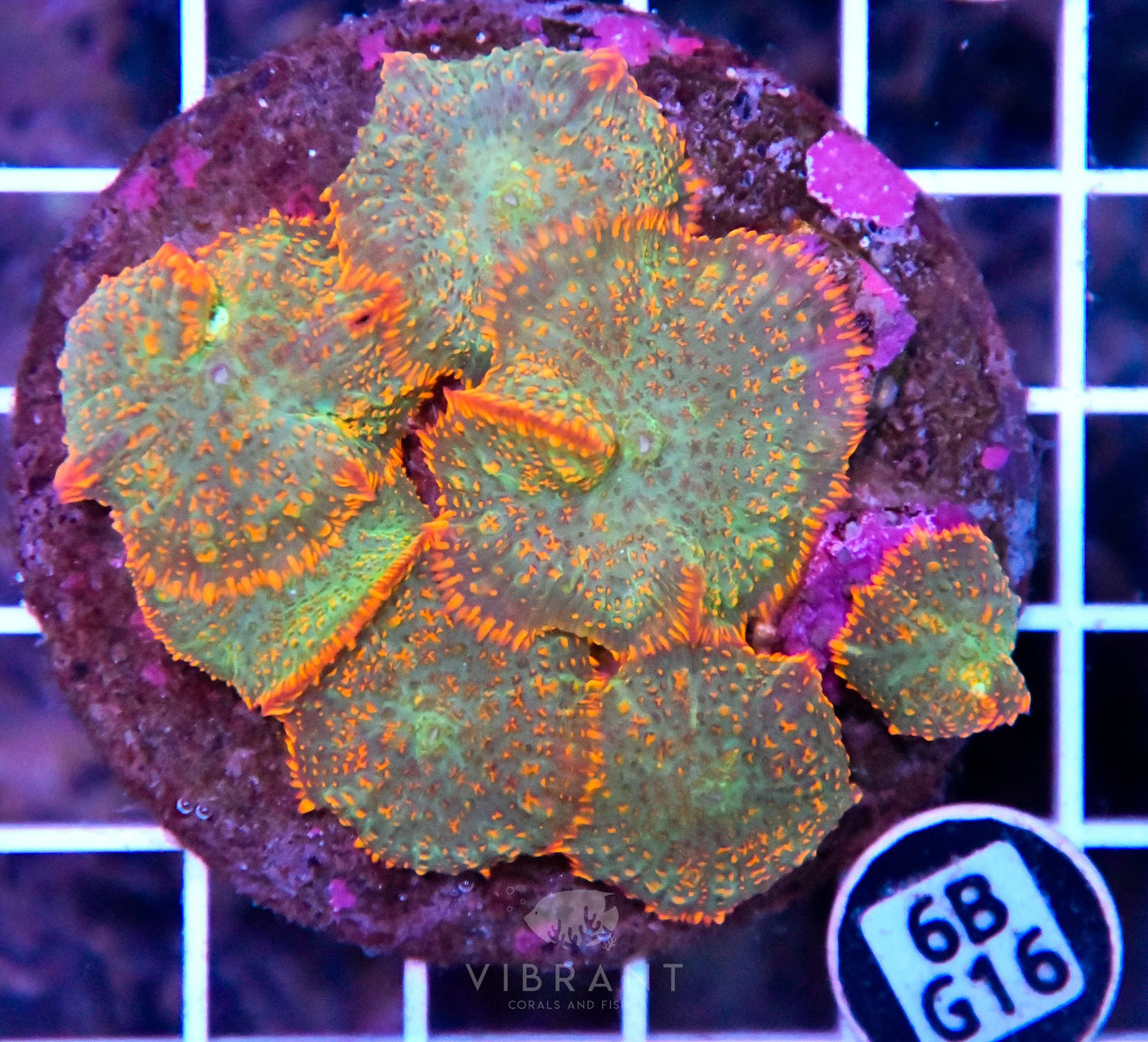 Mushroom INDO