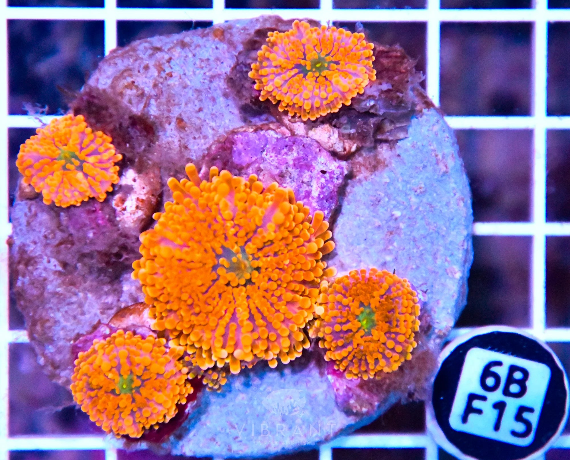 Mushroom INDO