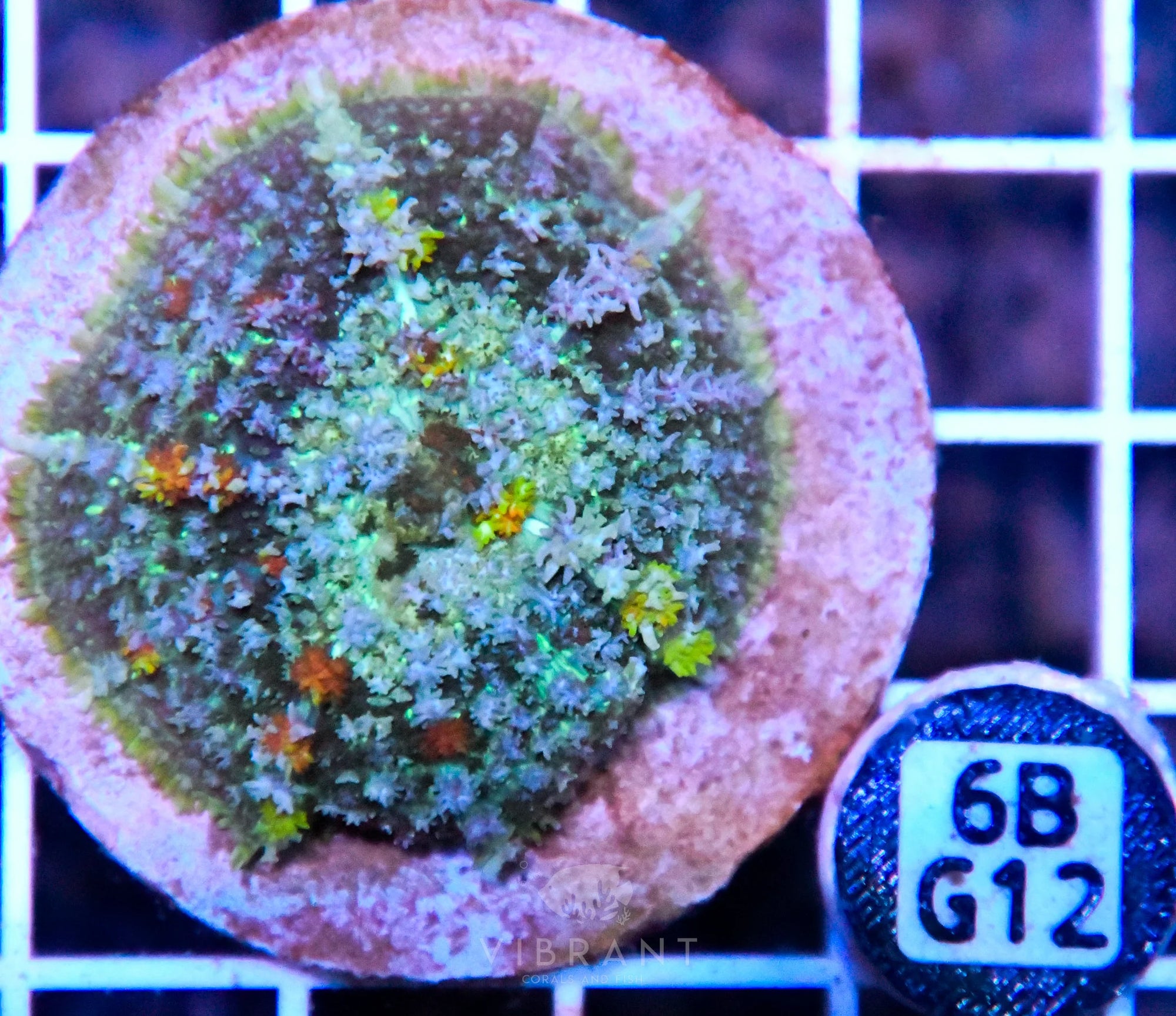 Mushroom INDO XL