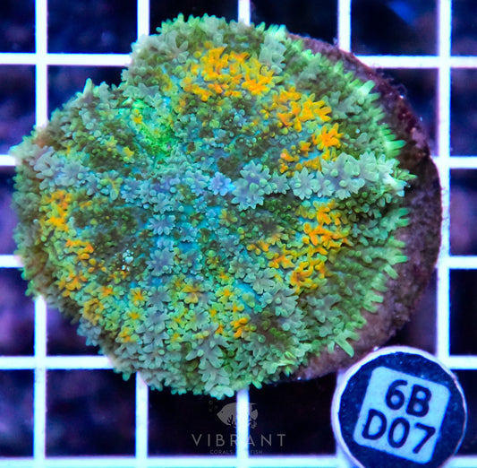 Mushroom INDO XL