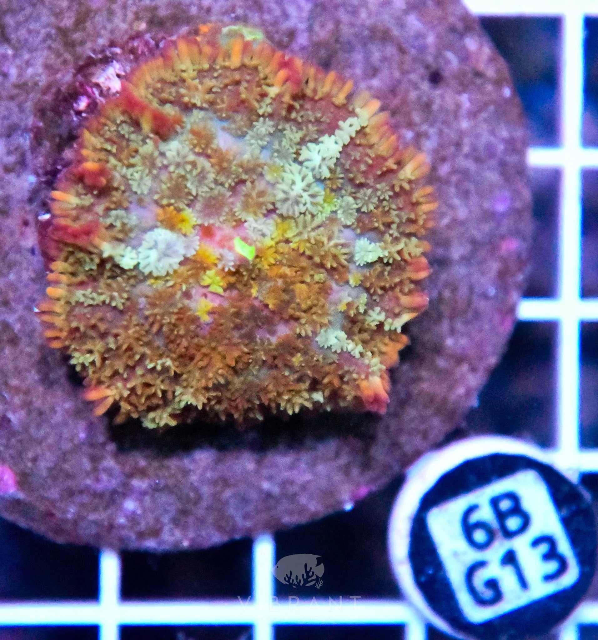 Mushroom INDO