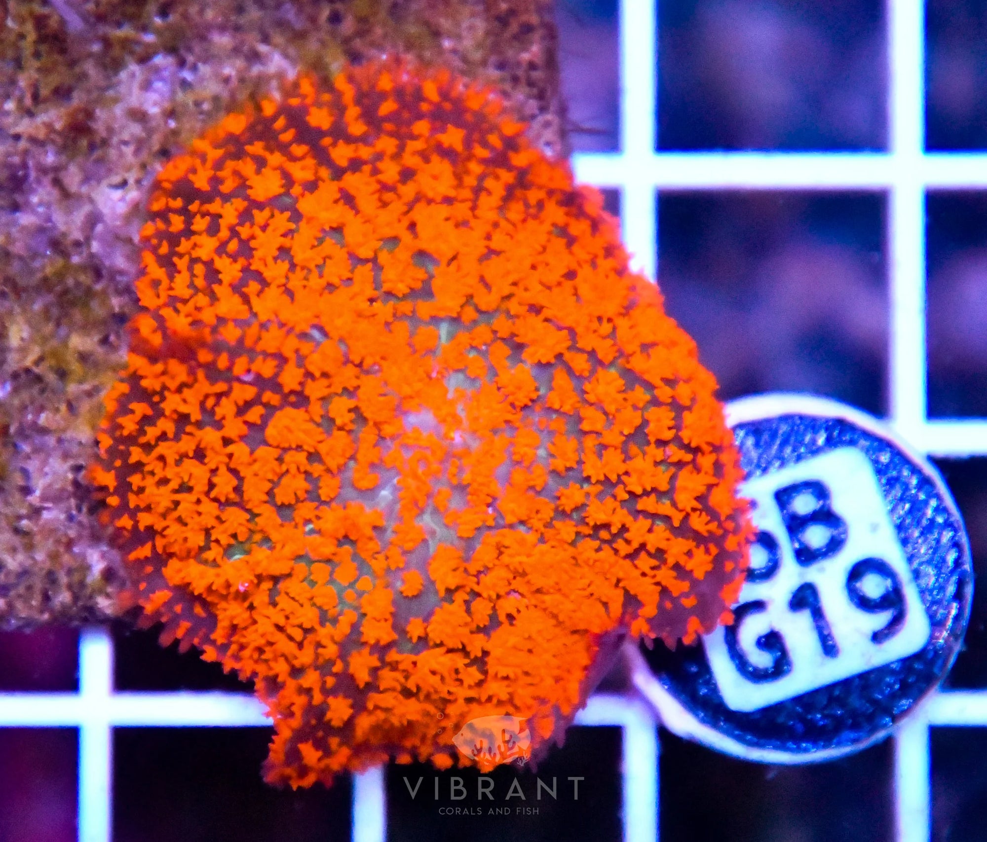 Mushroom INDO