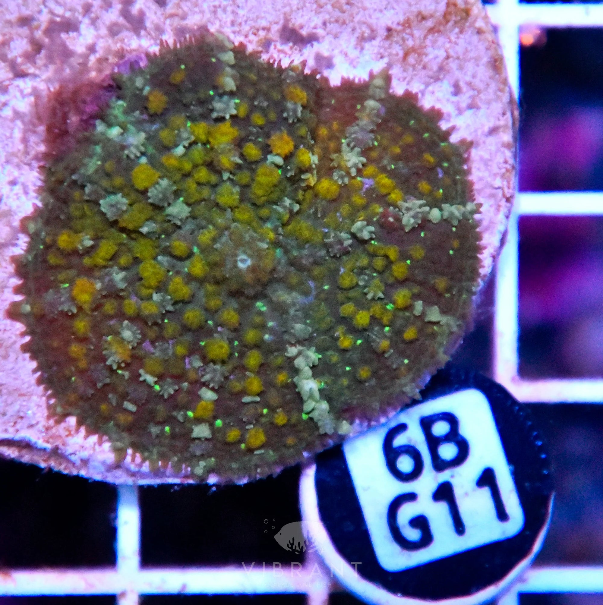 Mushroom INDO