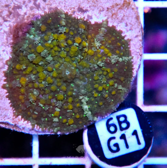 Mushroom INDO
