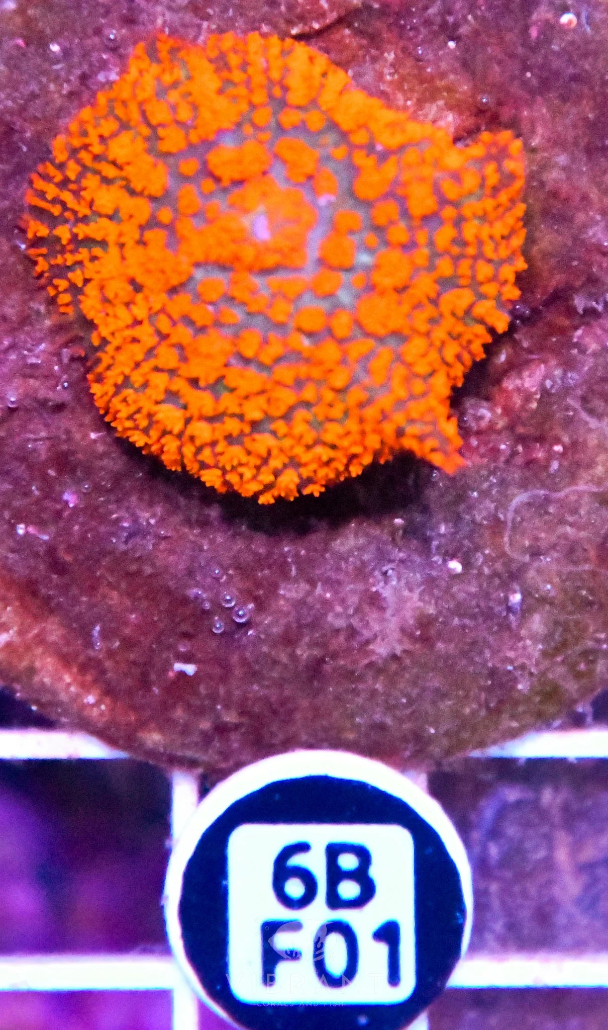 Mushroom INDO