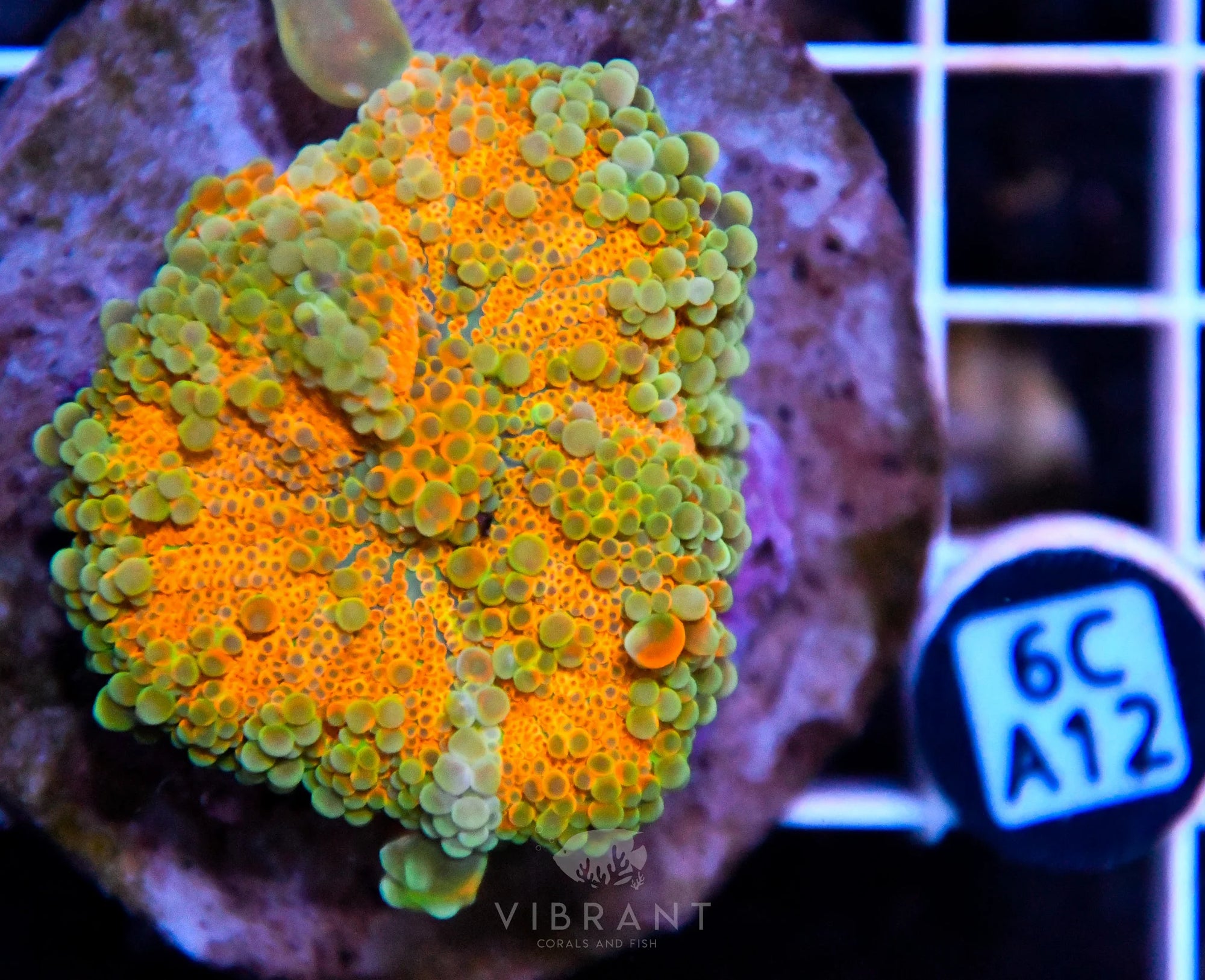 Mushroom INDO XL