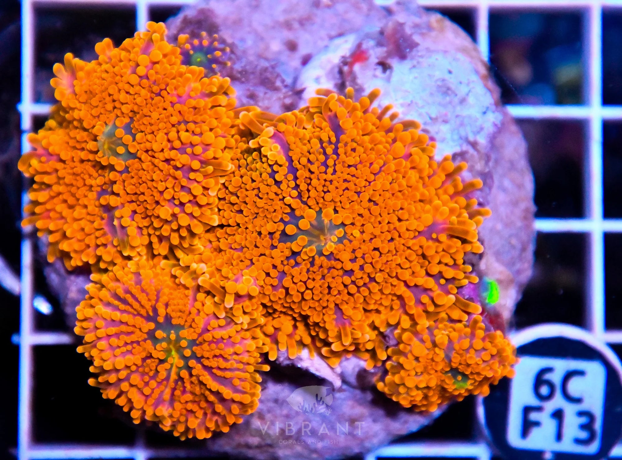 Mushroom INDO