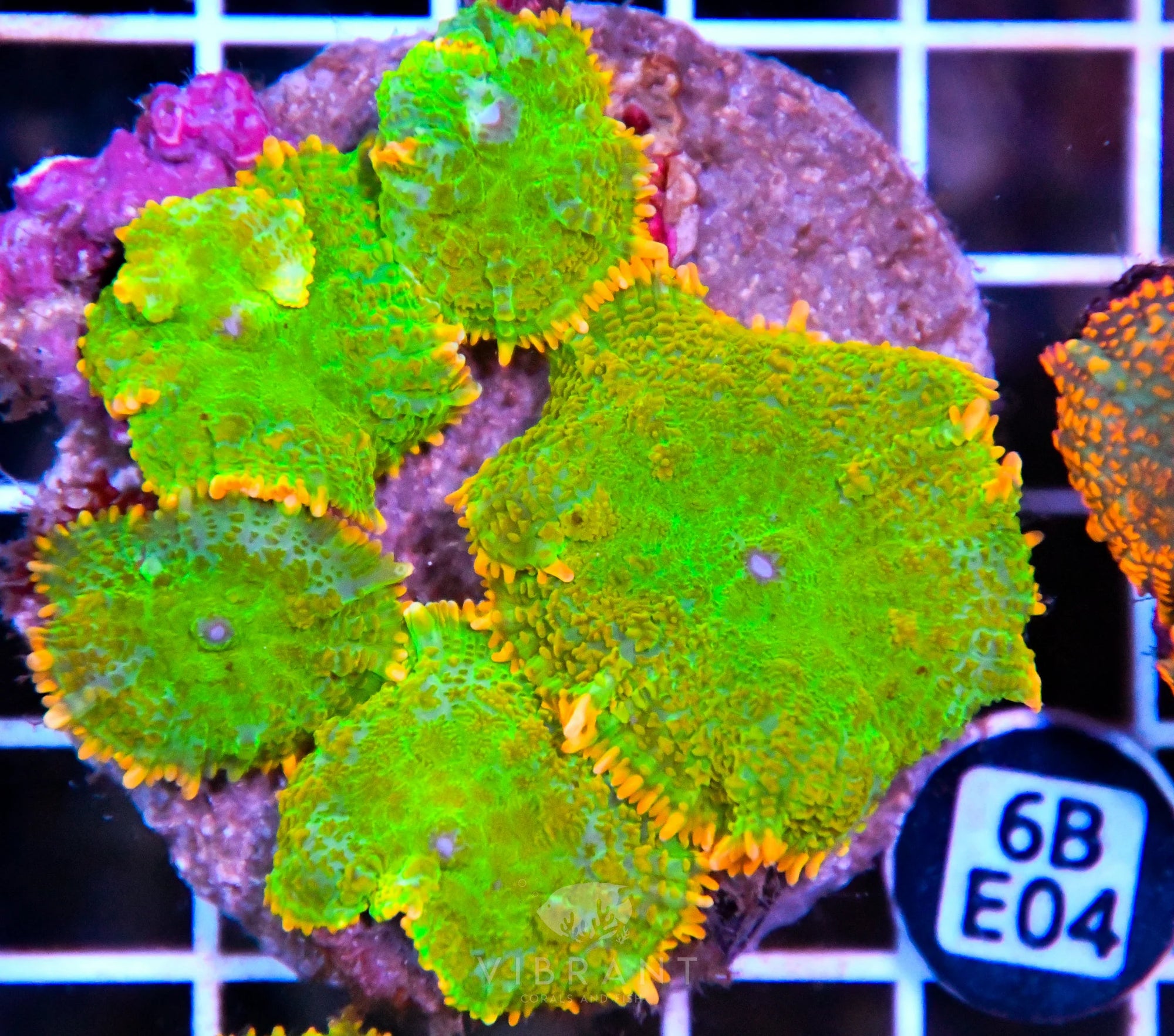 Mushroom INDO