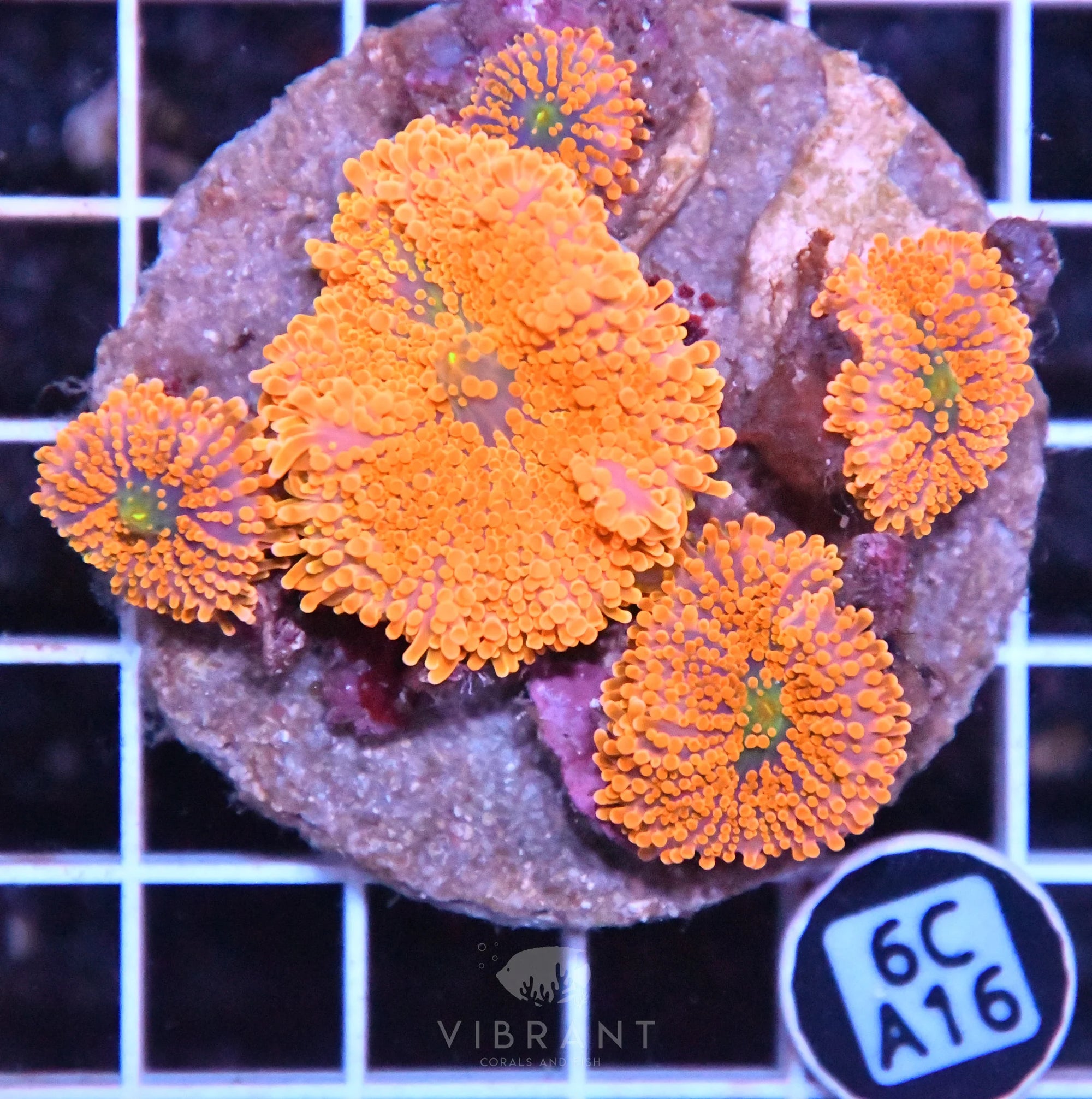 Mushroom INDO