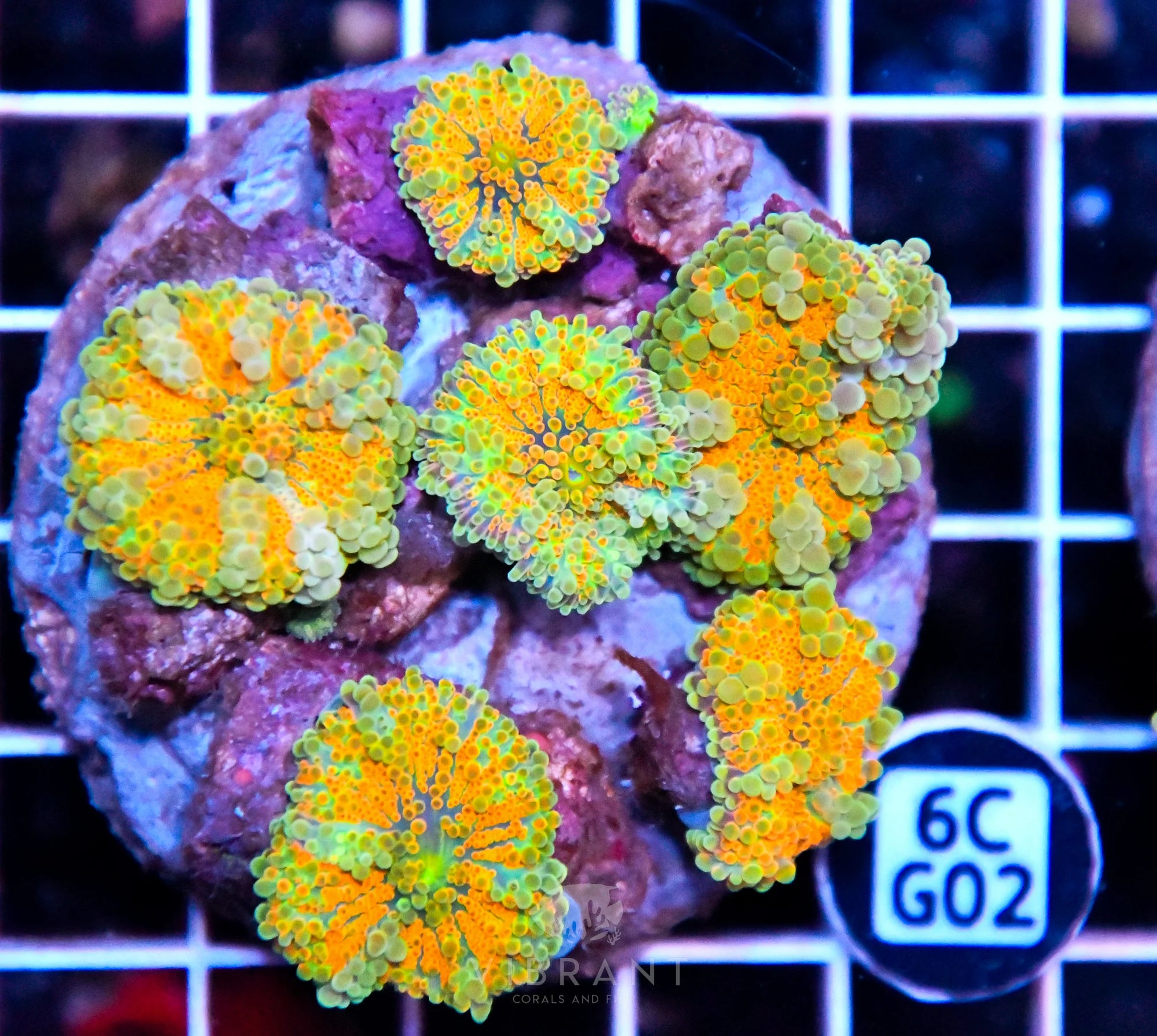 Mushroom INDO