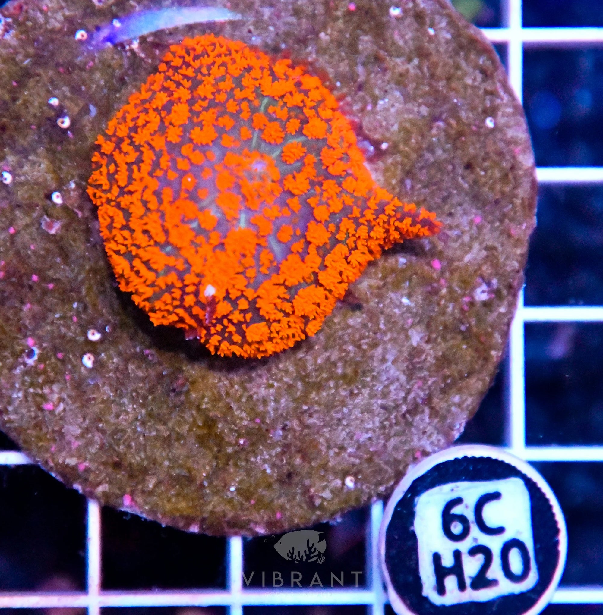 Mushroom INDO