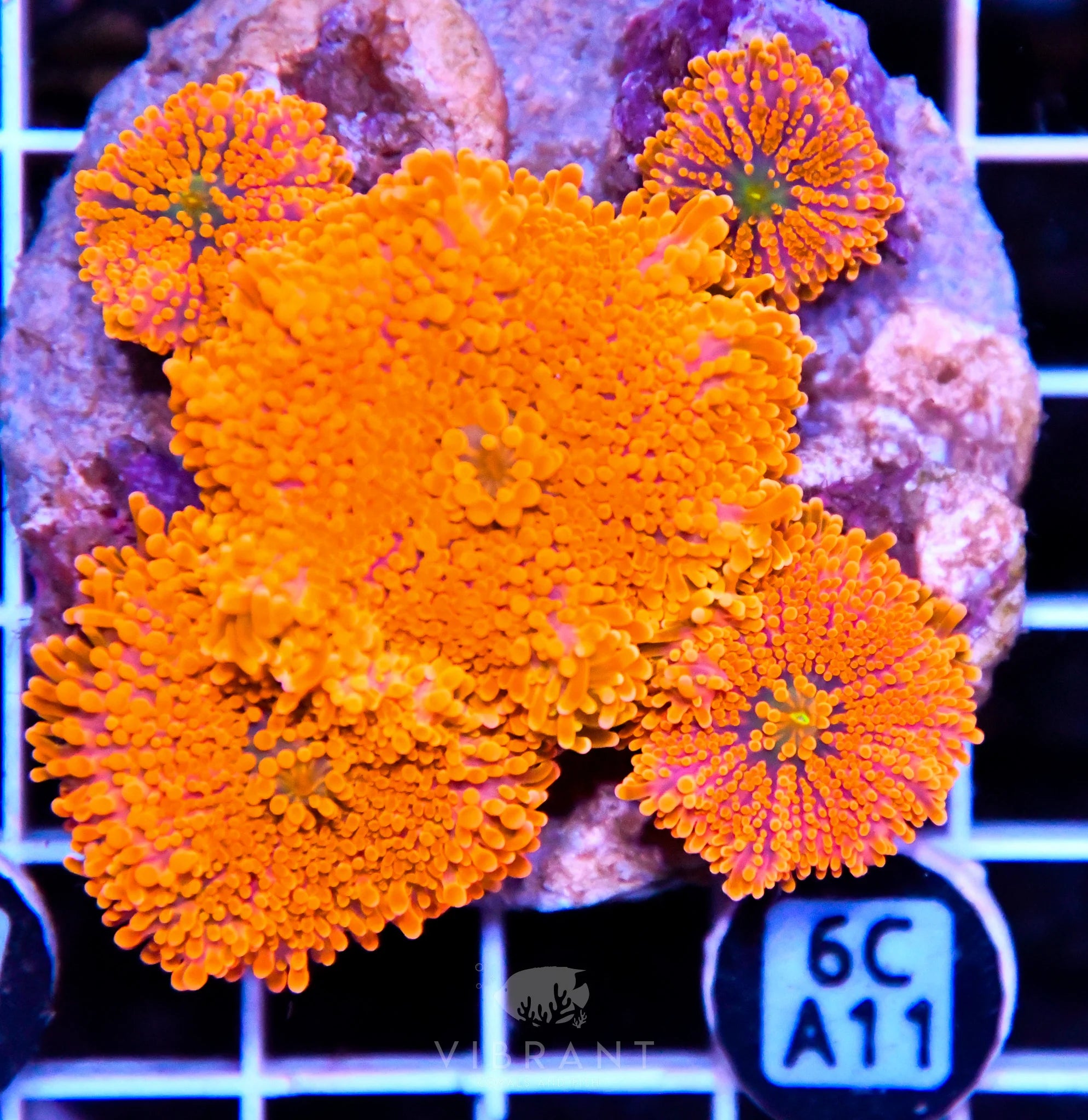 Mushroom INDO