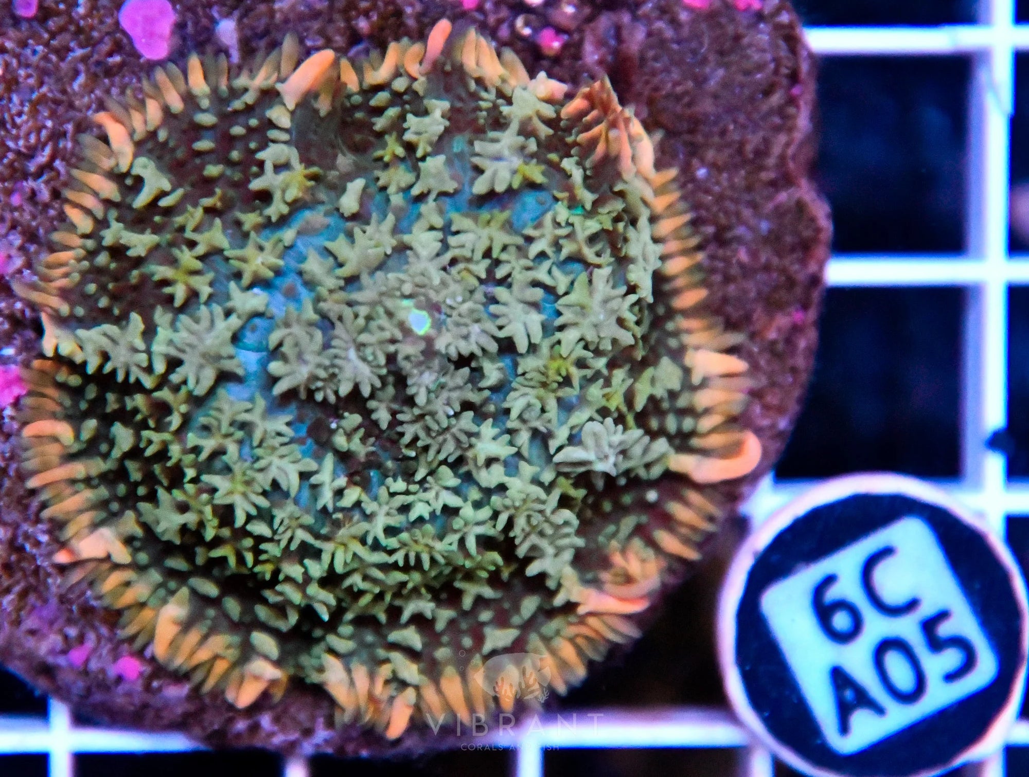 Mushroom INDO