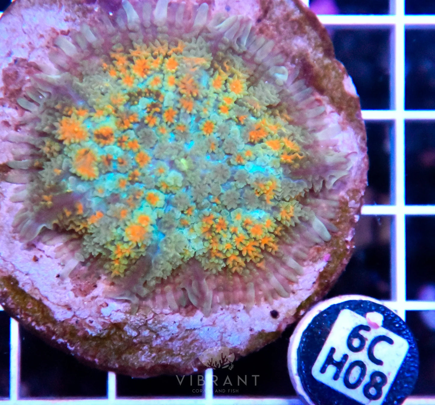 Mushroom INDO