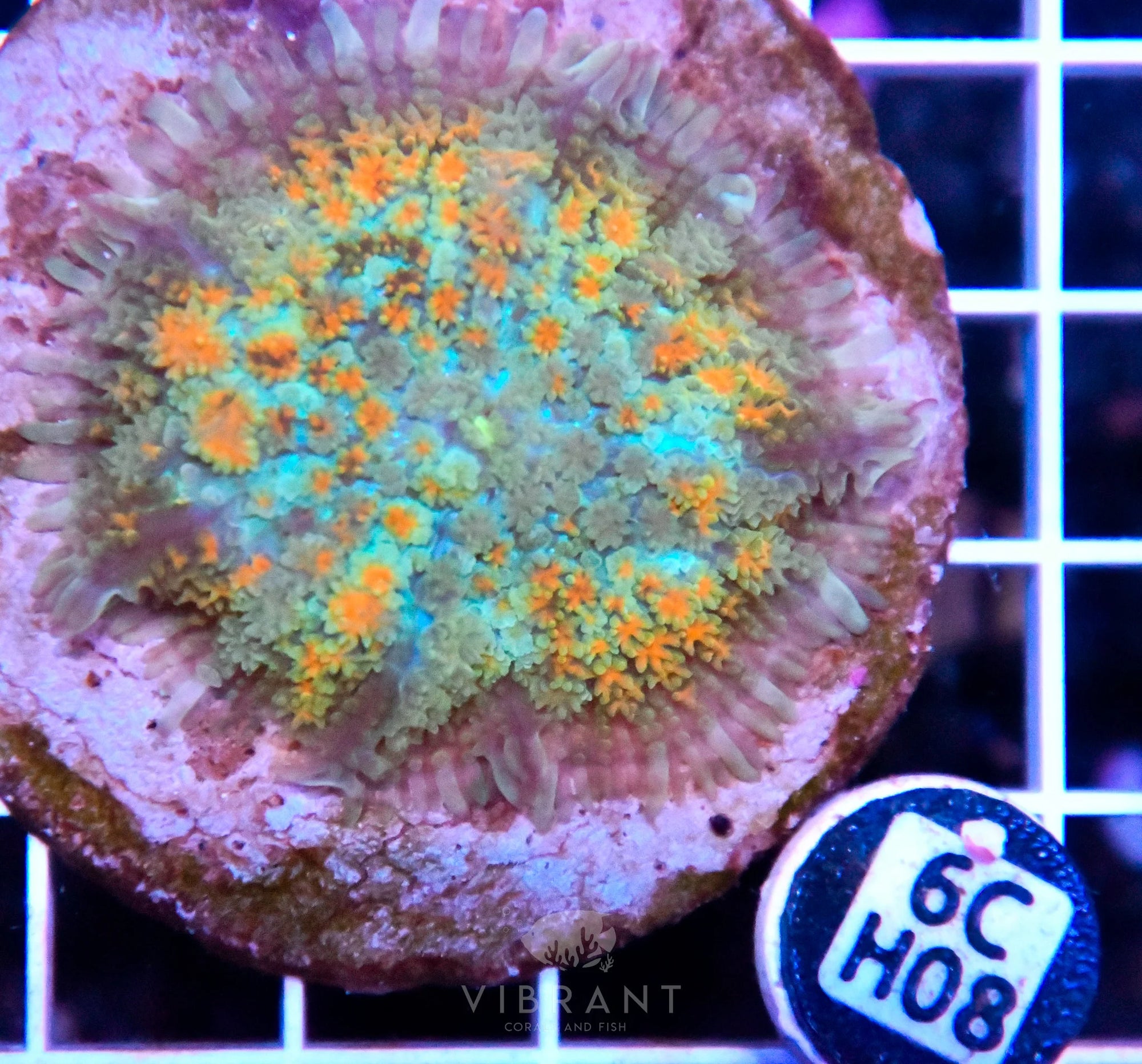 Mushroom INDO